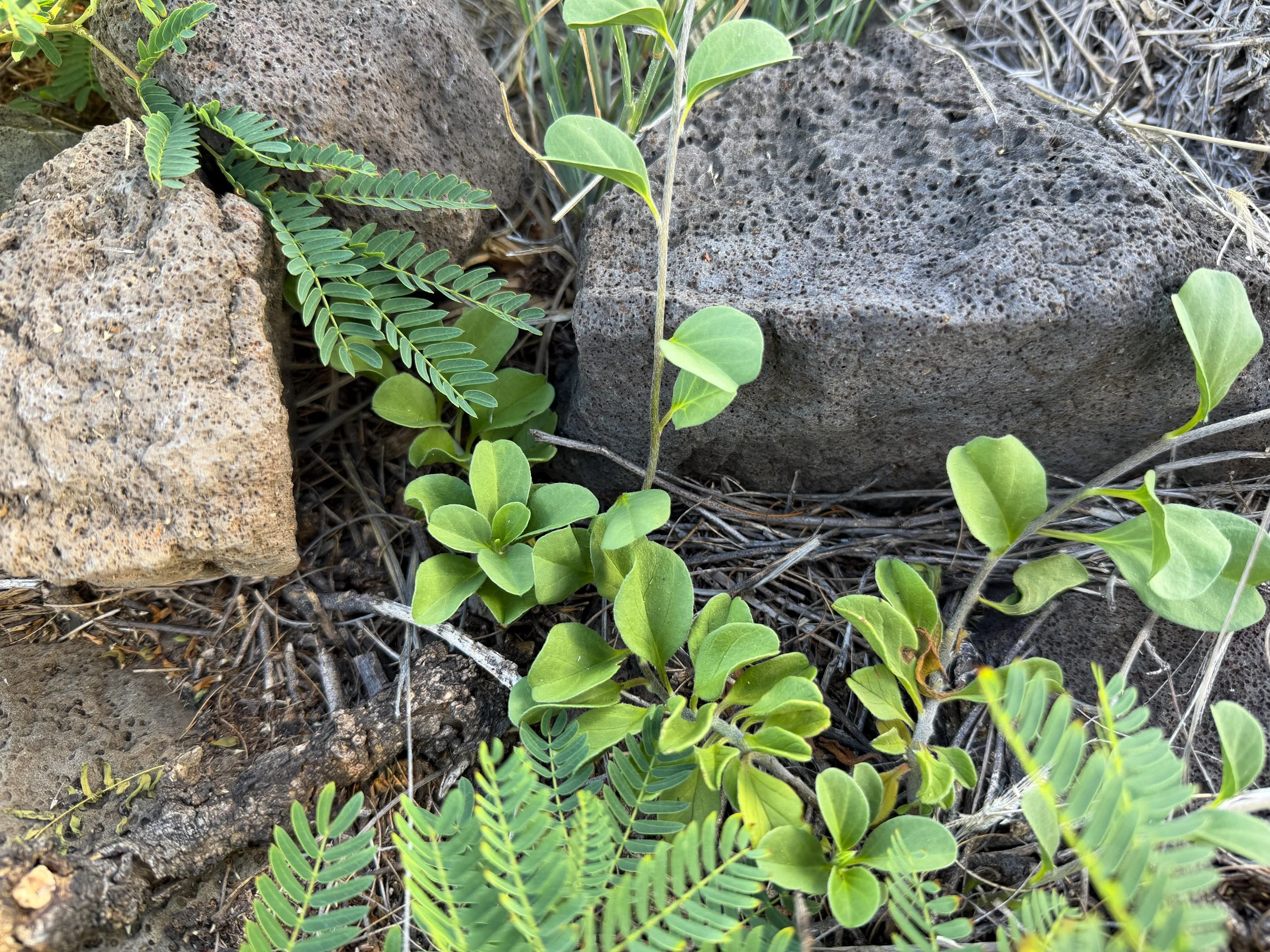 Pau o Hiiaka Jacquemontia sandwicensis