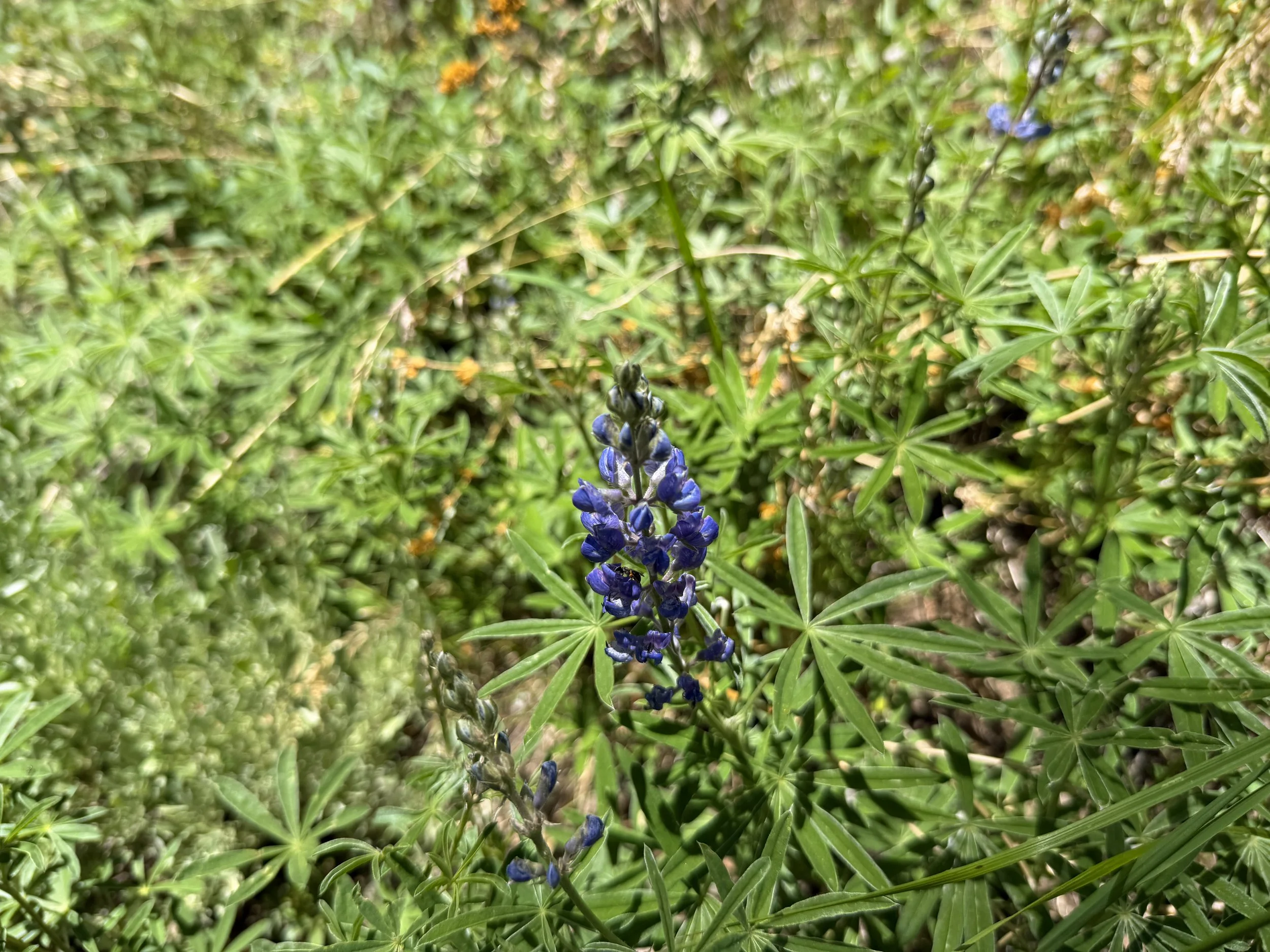 Nevada Lupine Lupinus nevadensis