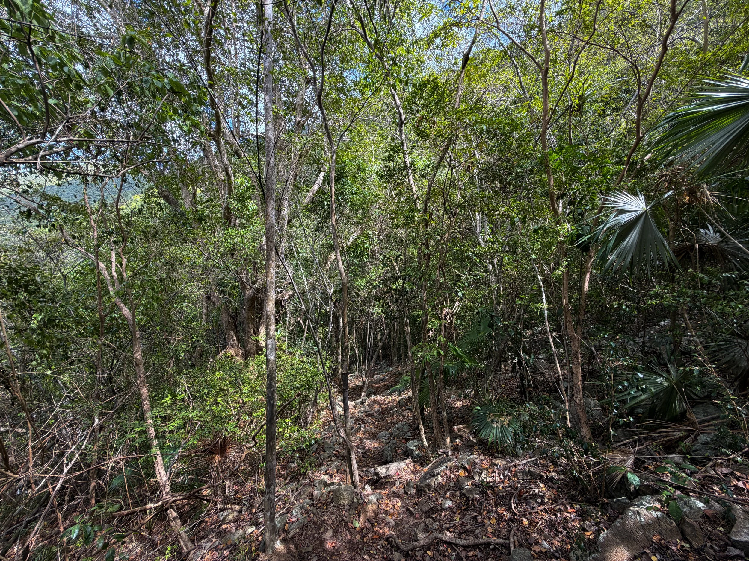 Maria Hope Trail Virgin Islands National Park