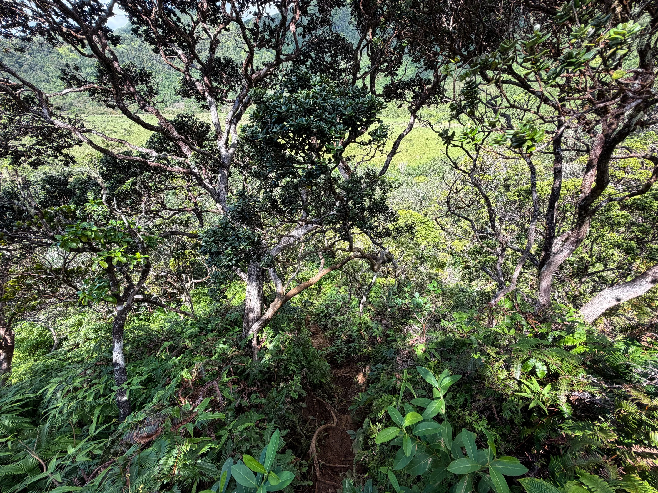 Kaau Crater Loop Trail Oahu Hawaii