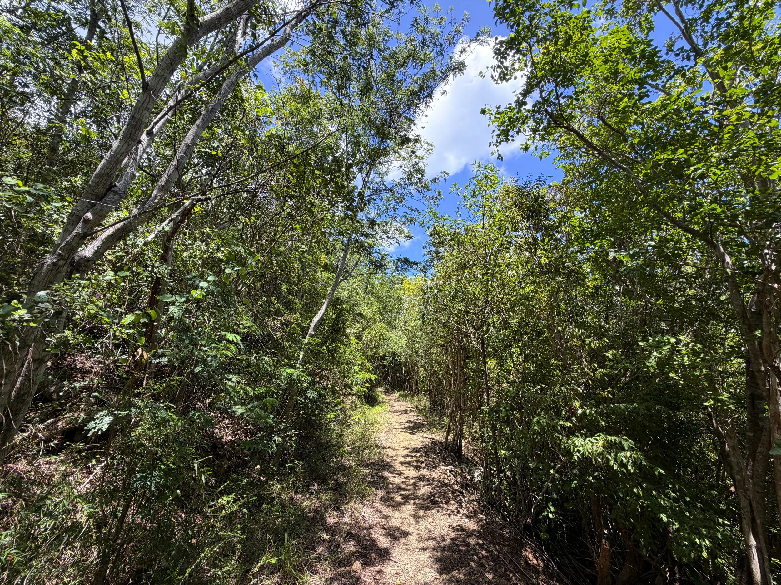 L'Esperance Hike Virgin Islands National Park