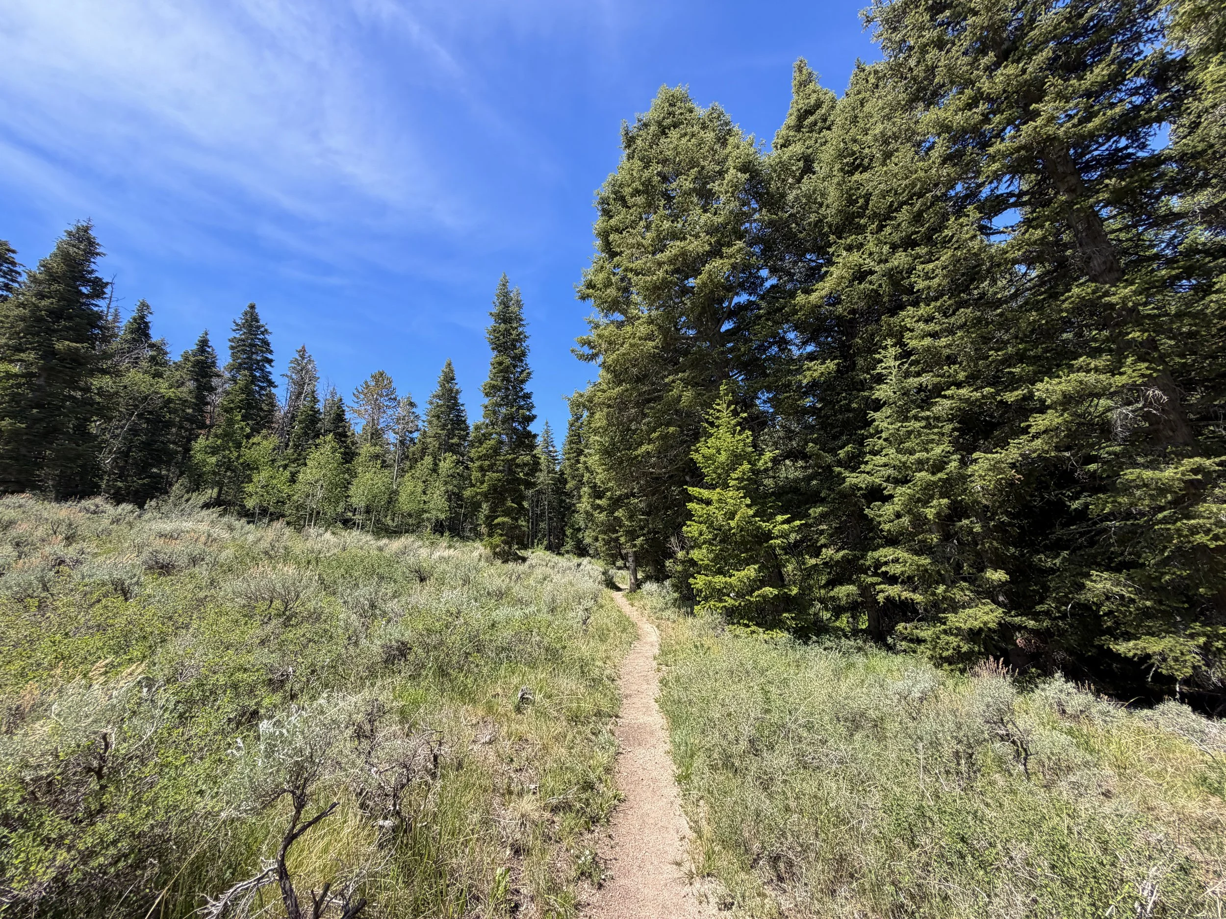 Timber Creek Loop Trail Great Basin National Park Nevada