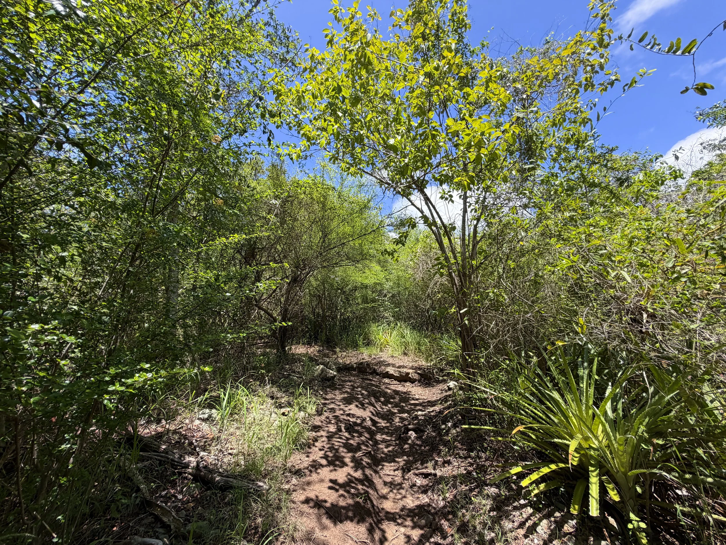 Caneel Hill Trail Virgin Islands National Park