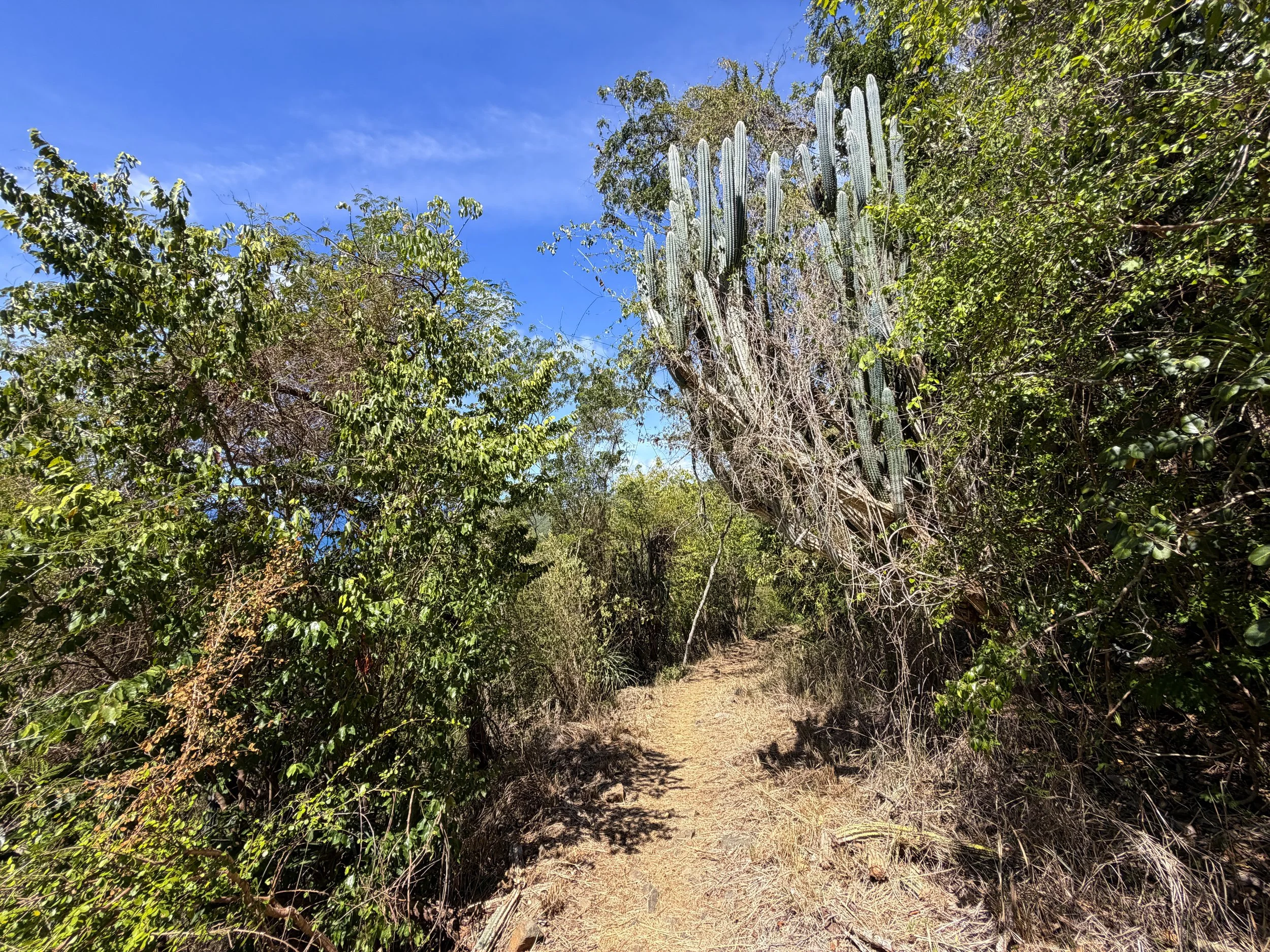 Lameshur Bay Trail to Petroglyph Trail Virgin Islands National Park