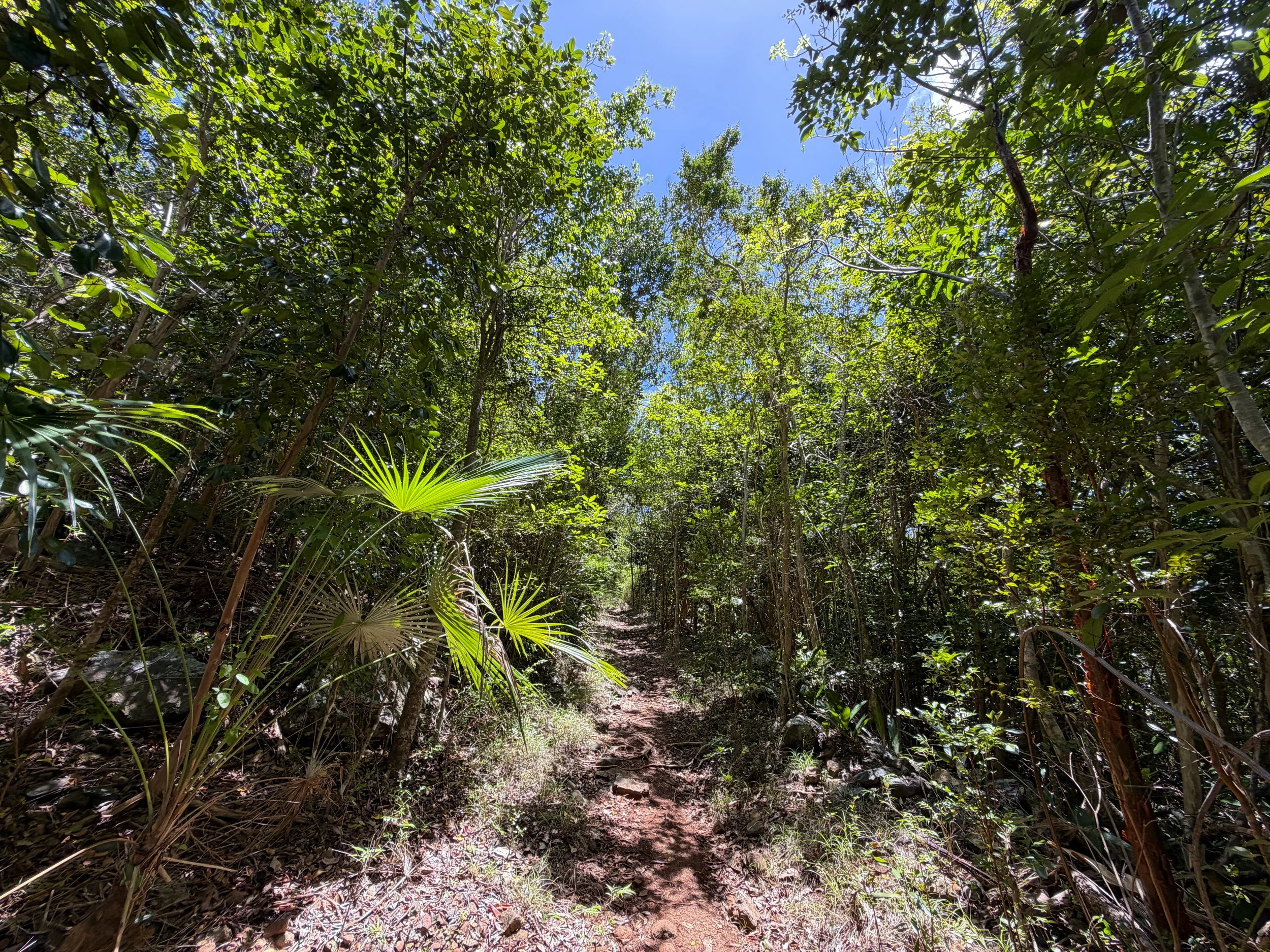 L'Esperance Trail to Genti Bay Virgin Islands National Park
