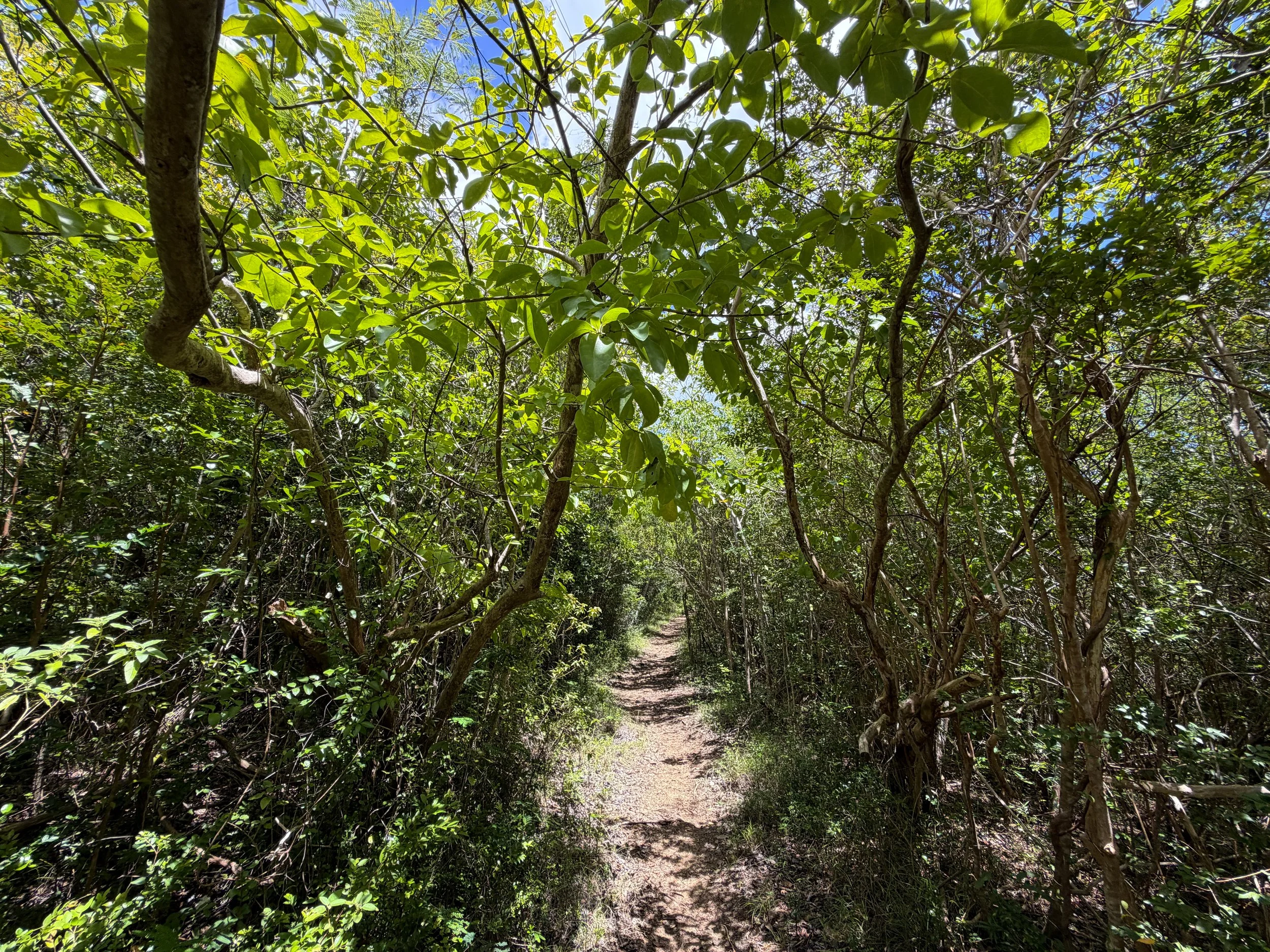 L'Esperance Hike Virgin Islands National Park