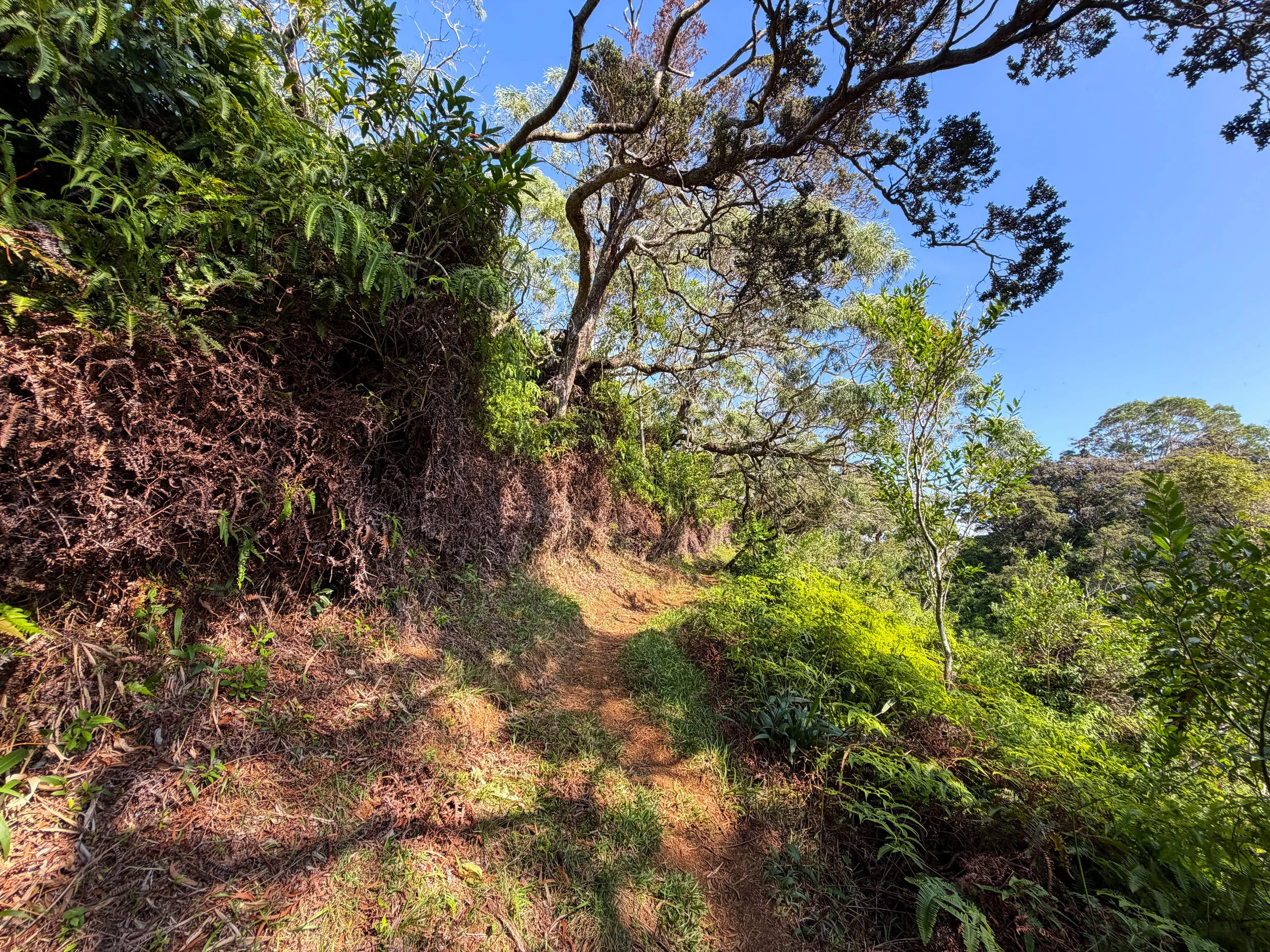 Nuuanu Trail Oahu Hawaii