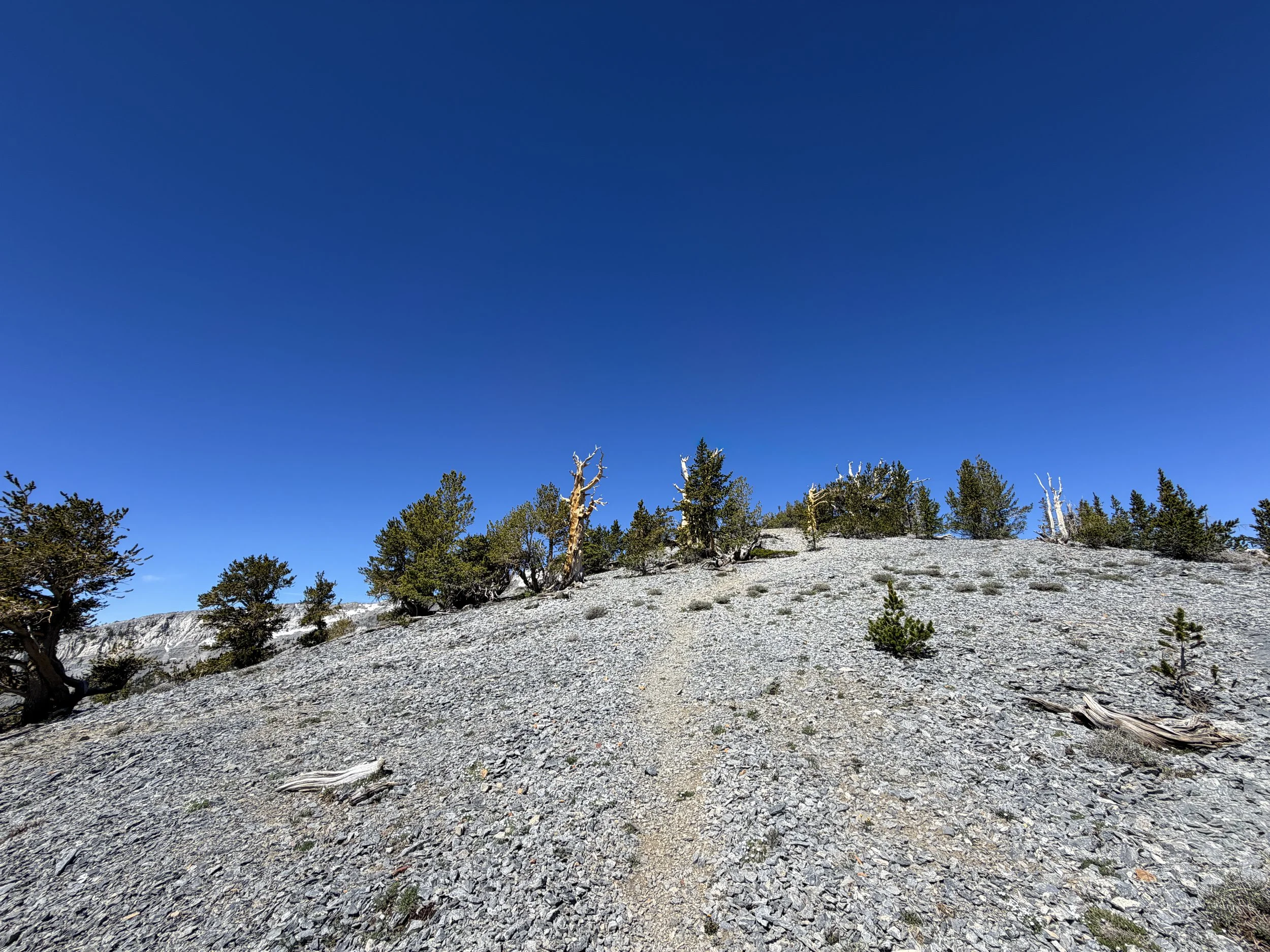 Magic Grove Snake Divide Trail Great Basin National Park Nevada