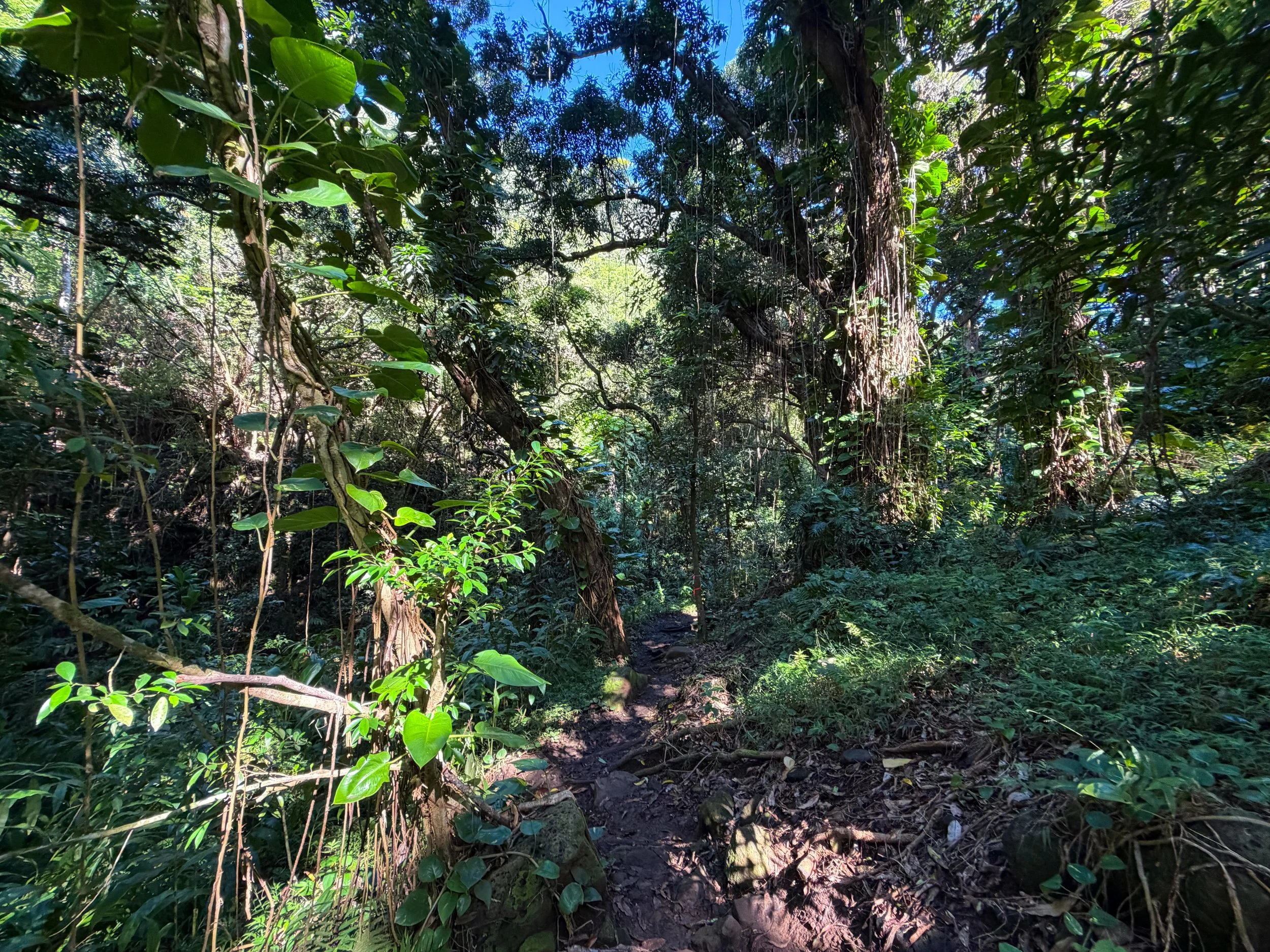 Kaau Crater Trail Oahu Hawaii