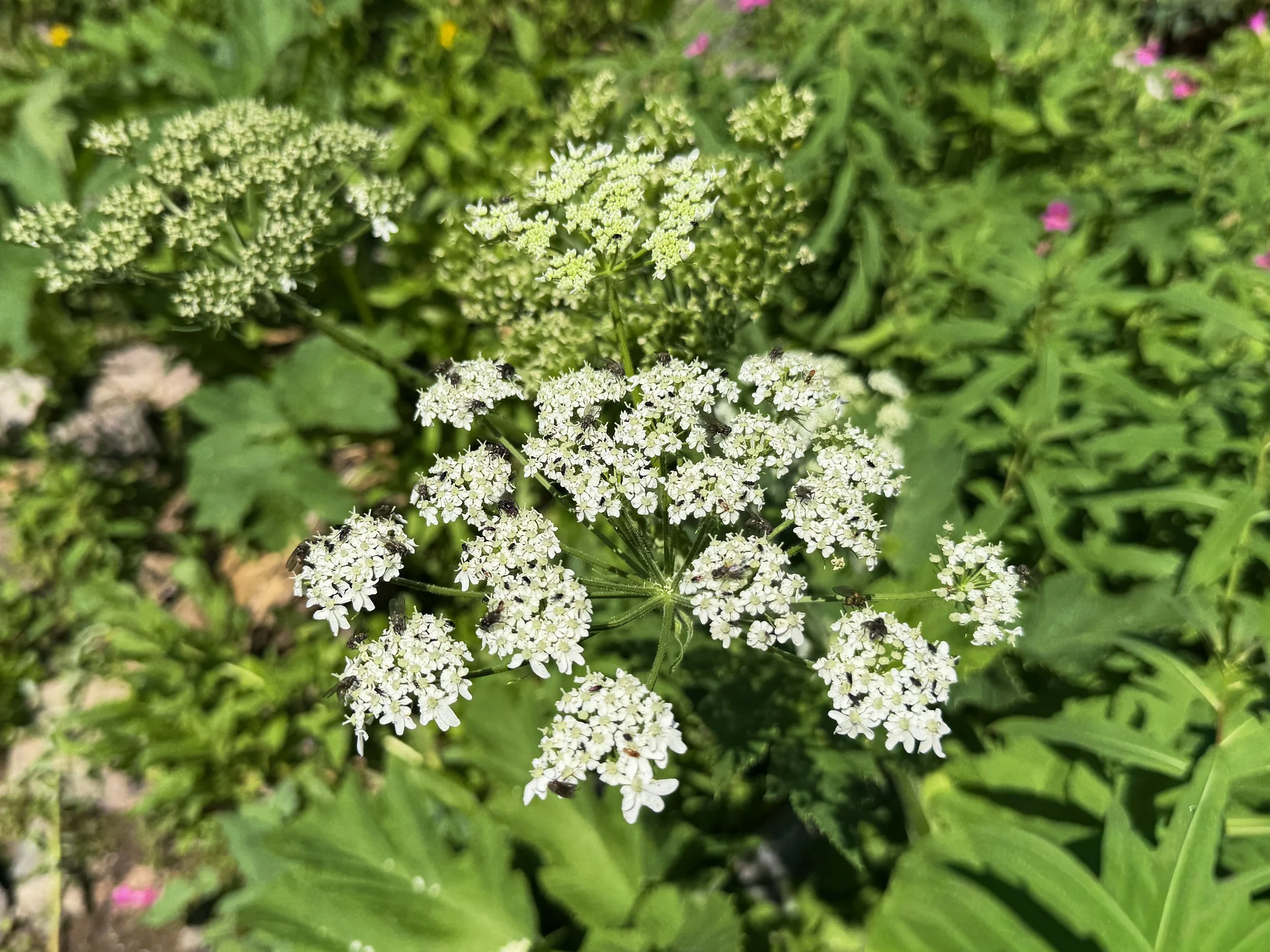 Cow Parsnip Heracleum maximum
