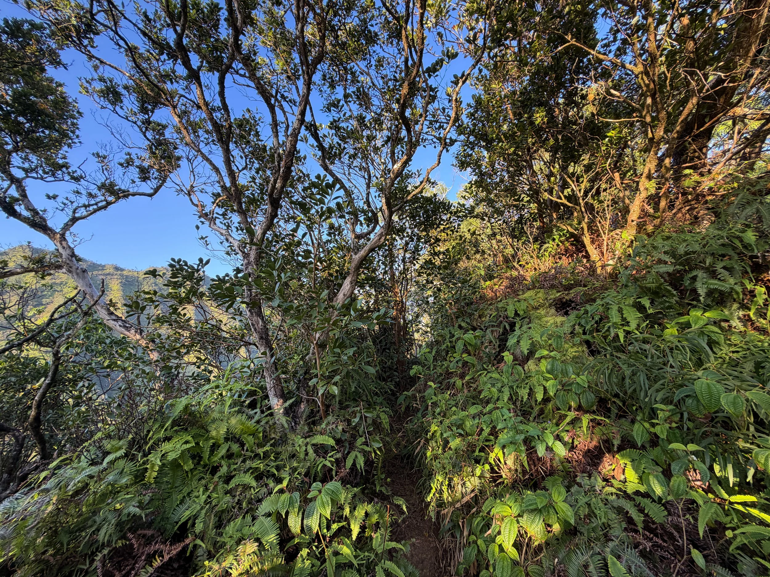 Back Way to Stairway to Heaven Moanalua Middle Ridge Trail Oahu Hawaii