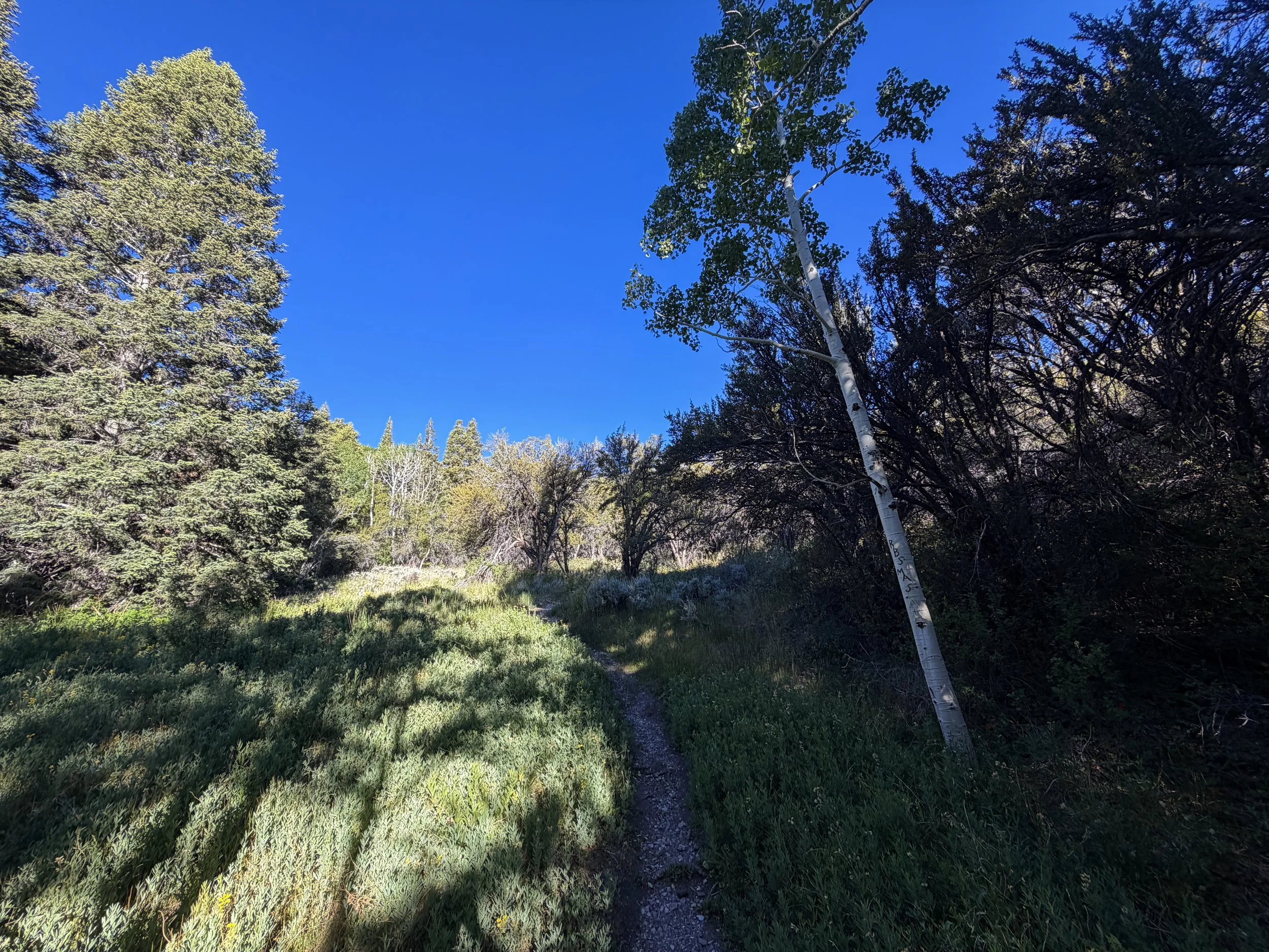 Lehman Creek Hike Great Basin National Park Nevada