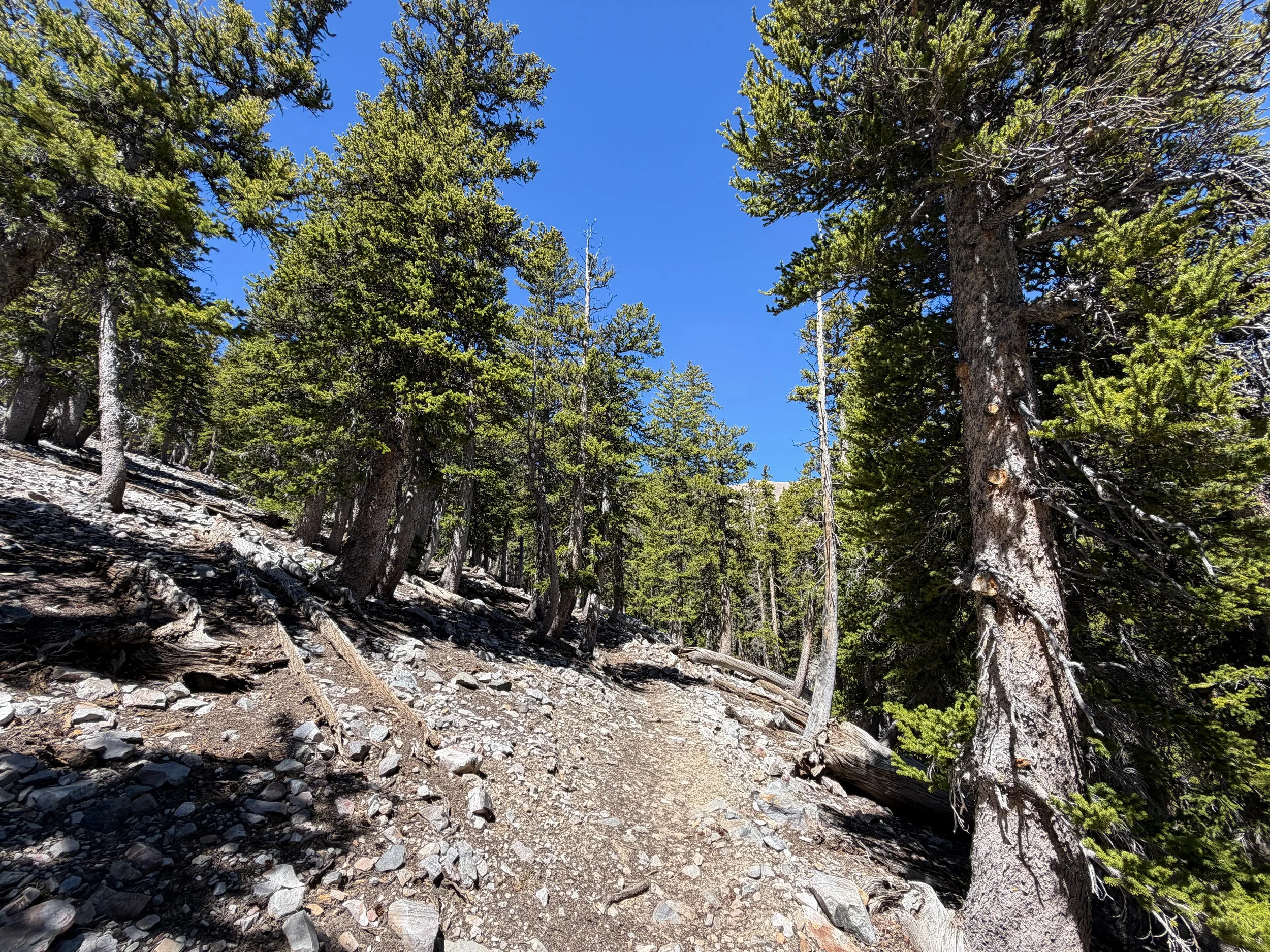 Baker Lake Trail Great Basin National Park Nevada