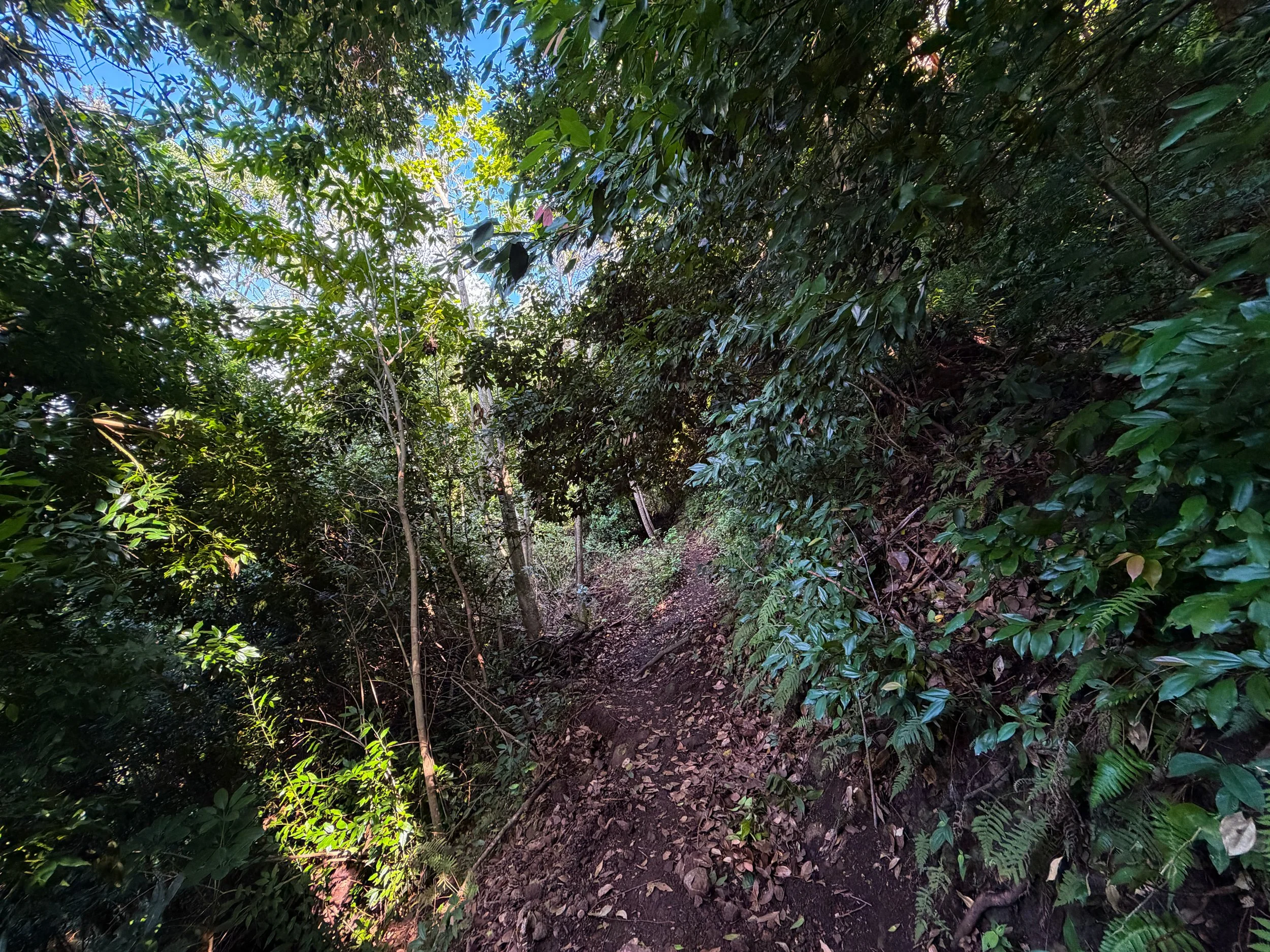 Nuuanu Trail to Tantalus Oahu Hawaii