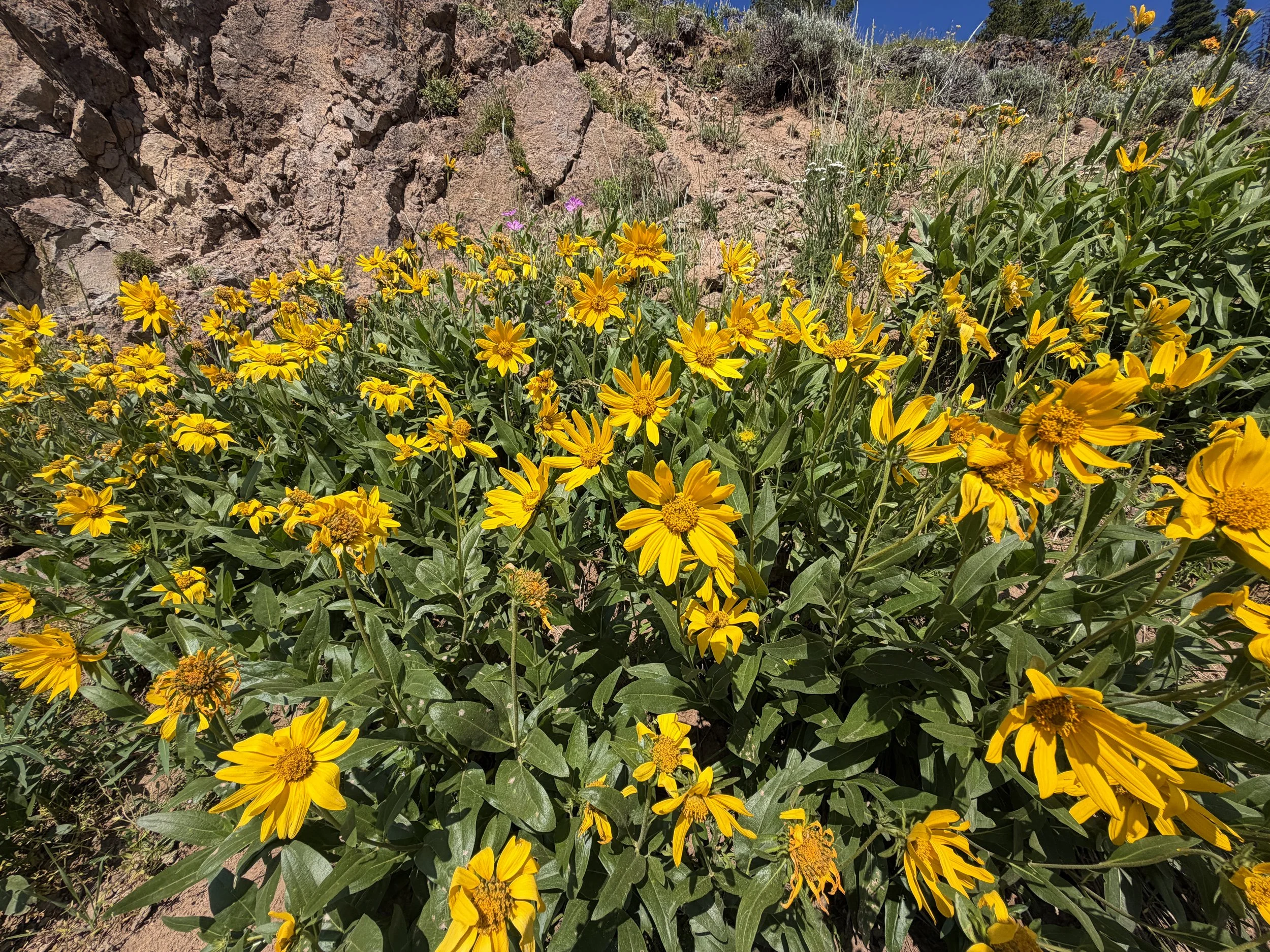 False Sunflower Helianthella uniflora