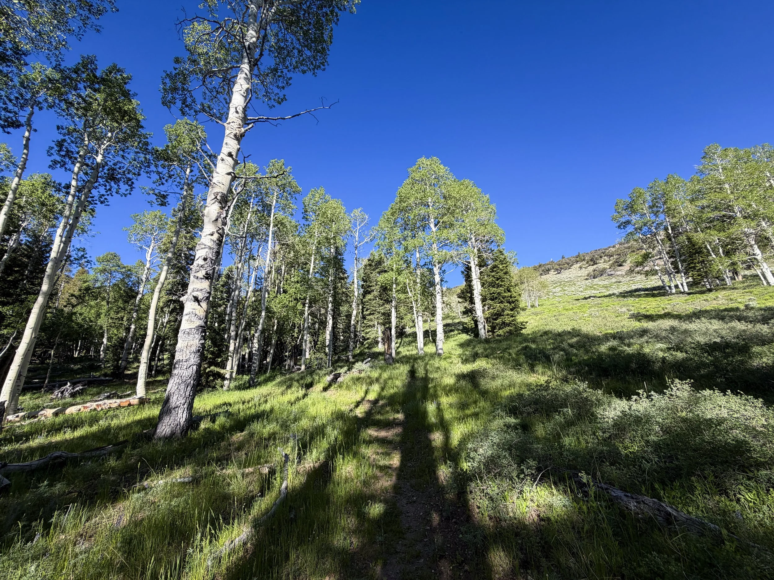 Upper Strawberry Trail Great Basin National Park Nevada