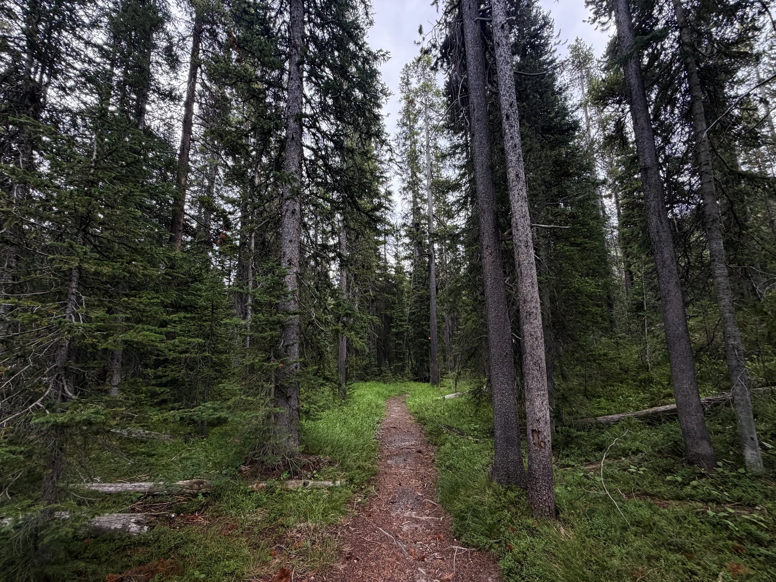 Divide Trail Yellowstone National Park Wyoming
