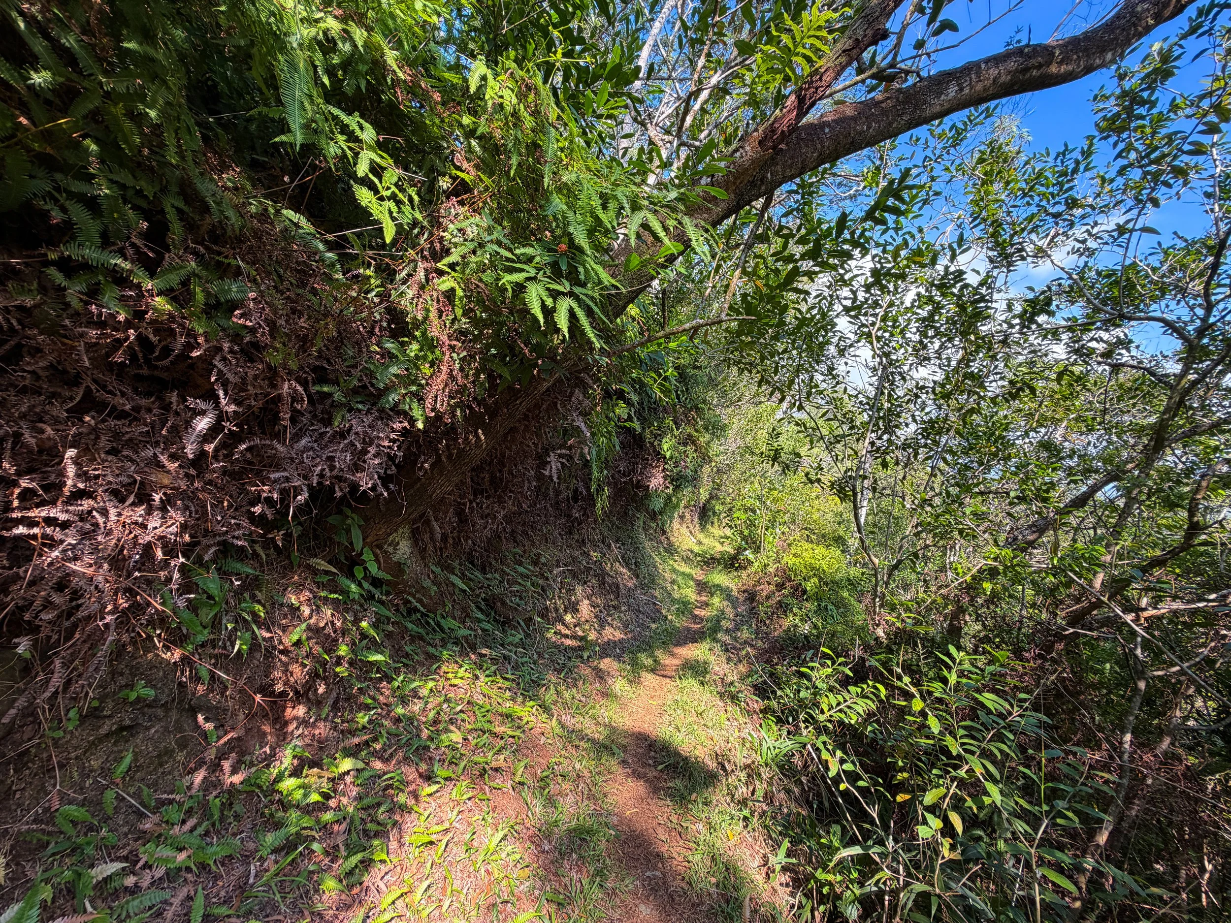 Nuuanu Trail Oahu Hawaii