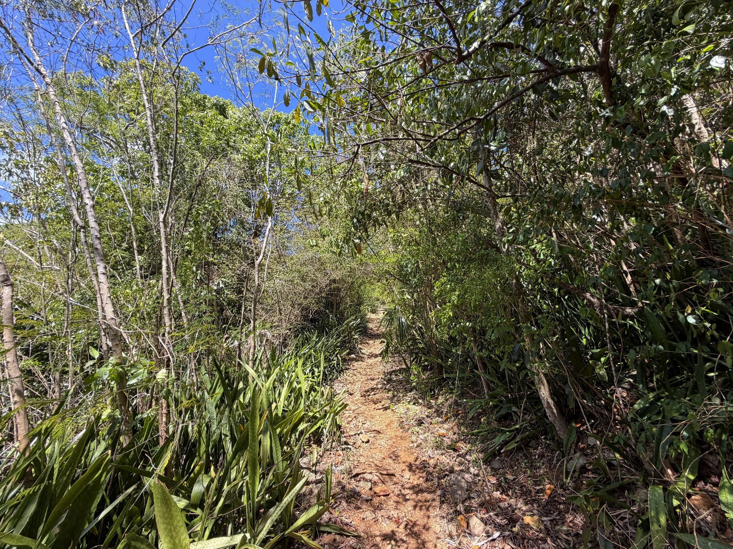Lameshur Bay Hike Virgin Islands National Park