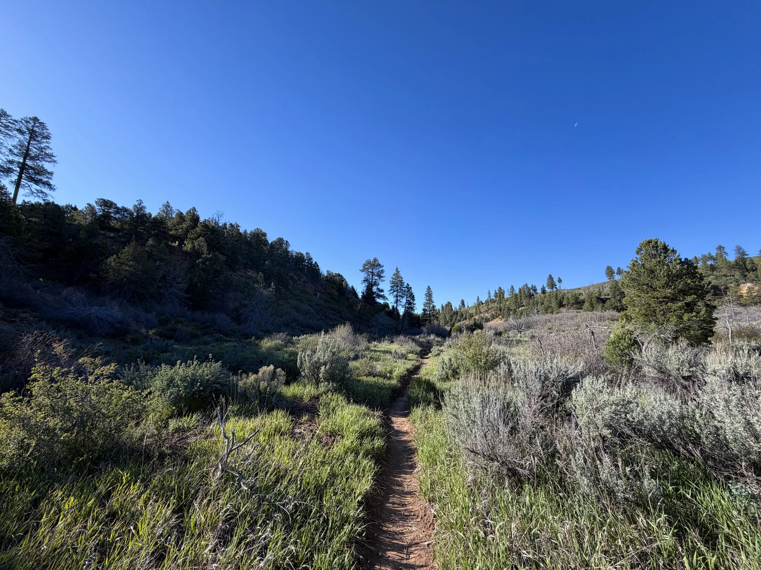 Deertrap Mountain Trail via Stave Spring Zion National Park Utah