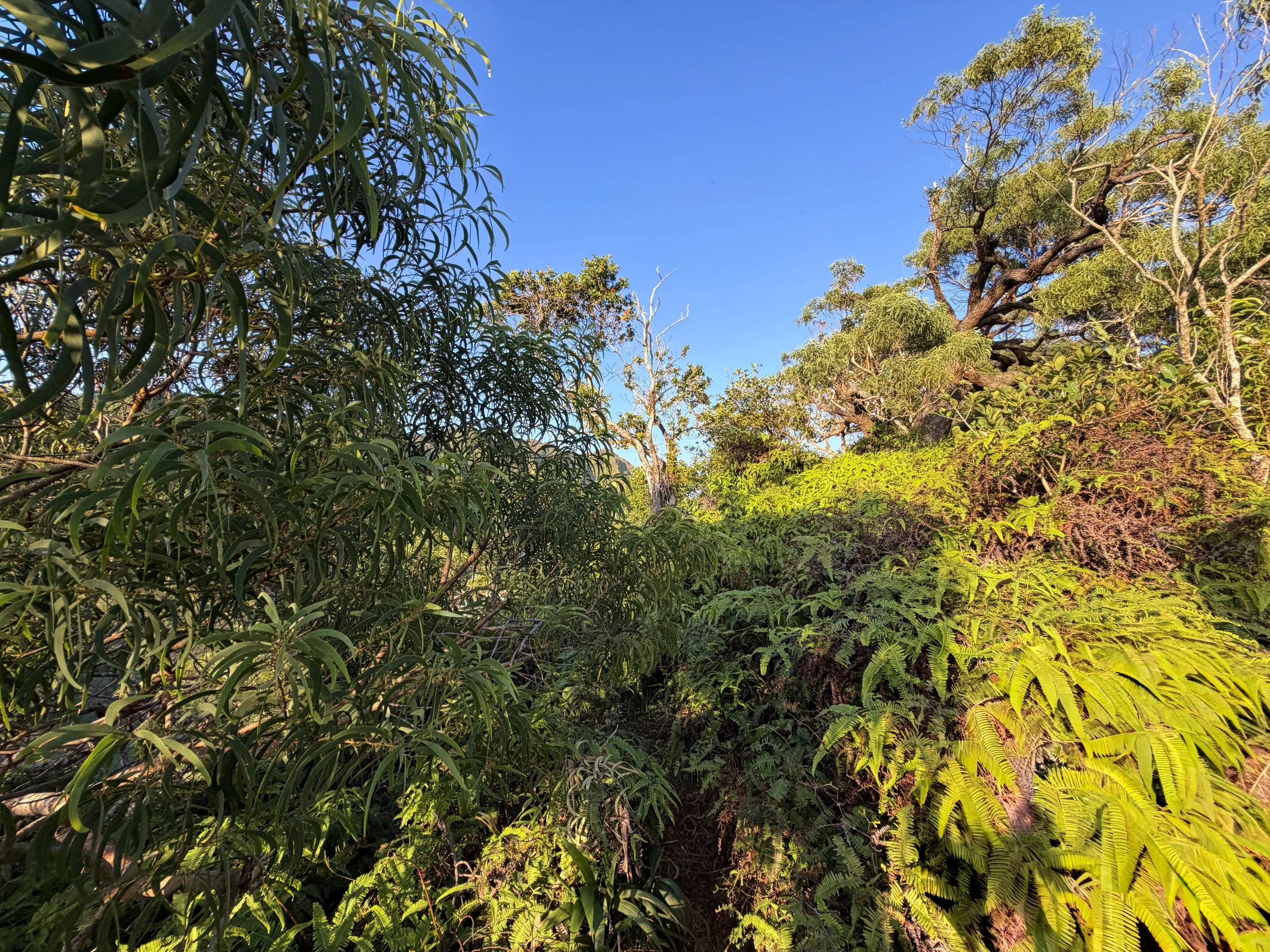 Back Way to Stairway to Heaven Moanalua Middle Ridge Trail Oahu Hawaii