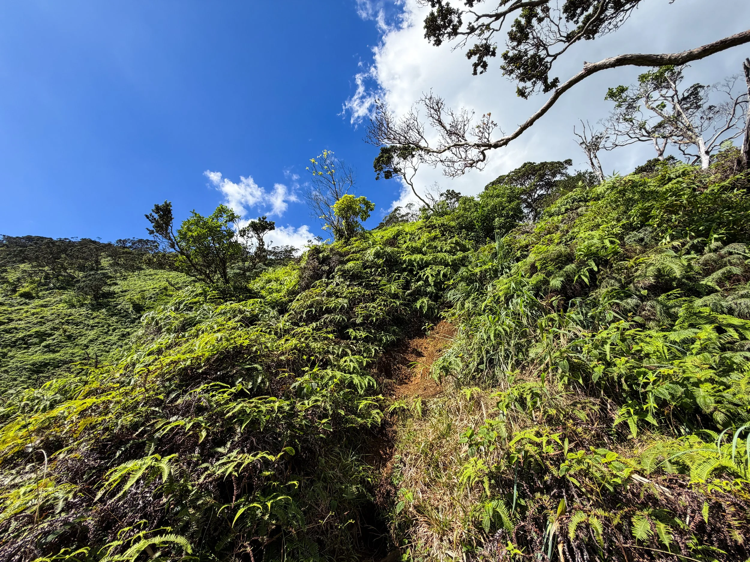 Kaau Crater Hike Oahu Hawaii