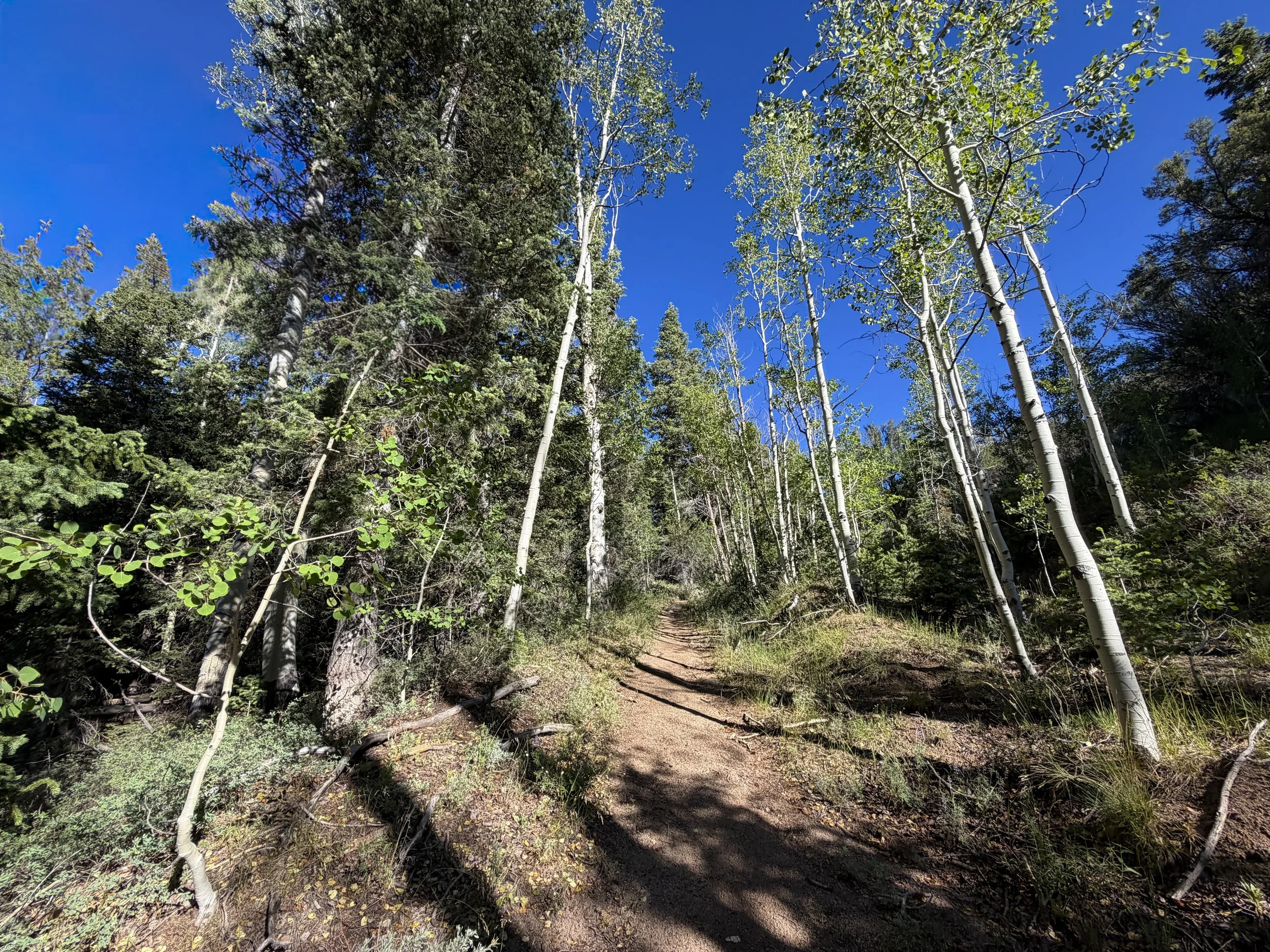 Johnson Lake Trail Great Basin National Park Nevada