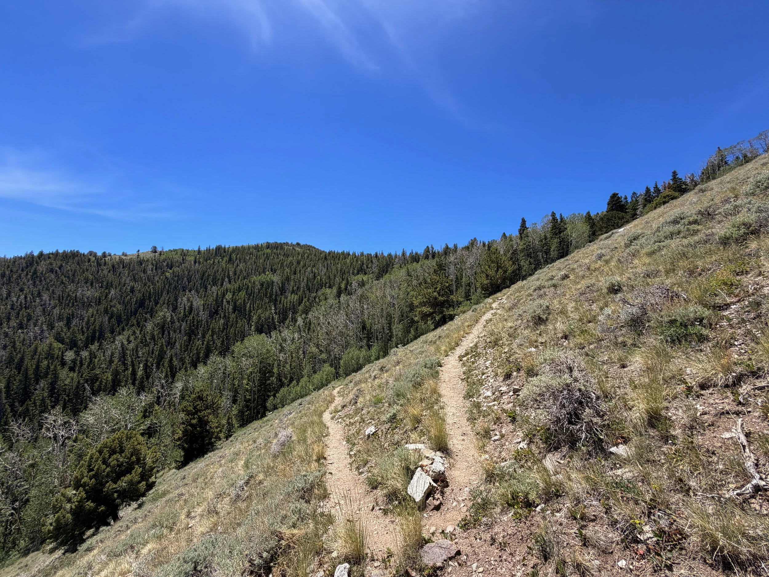 Timber Creek Loop Hike Great Basin National Park Nevada