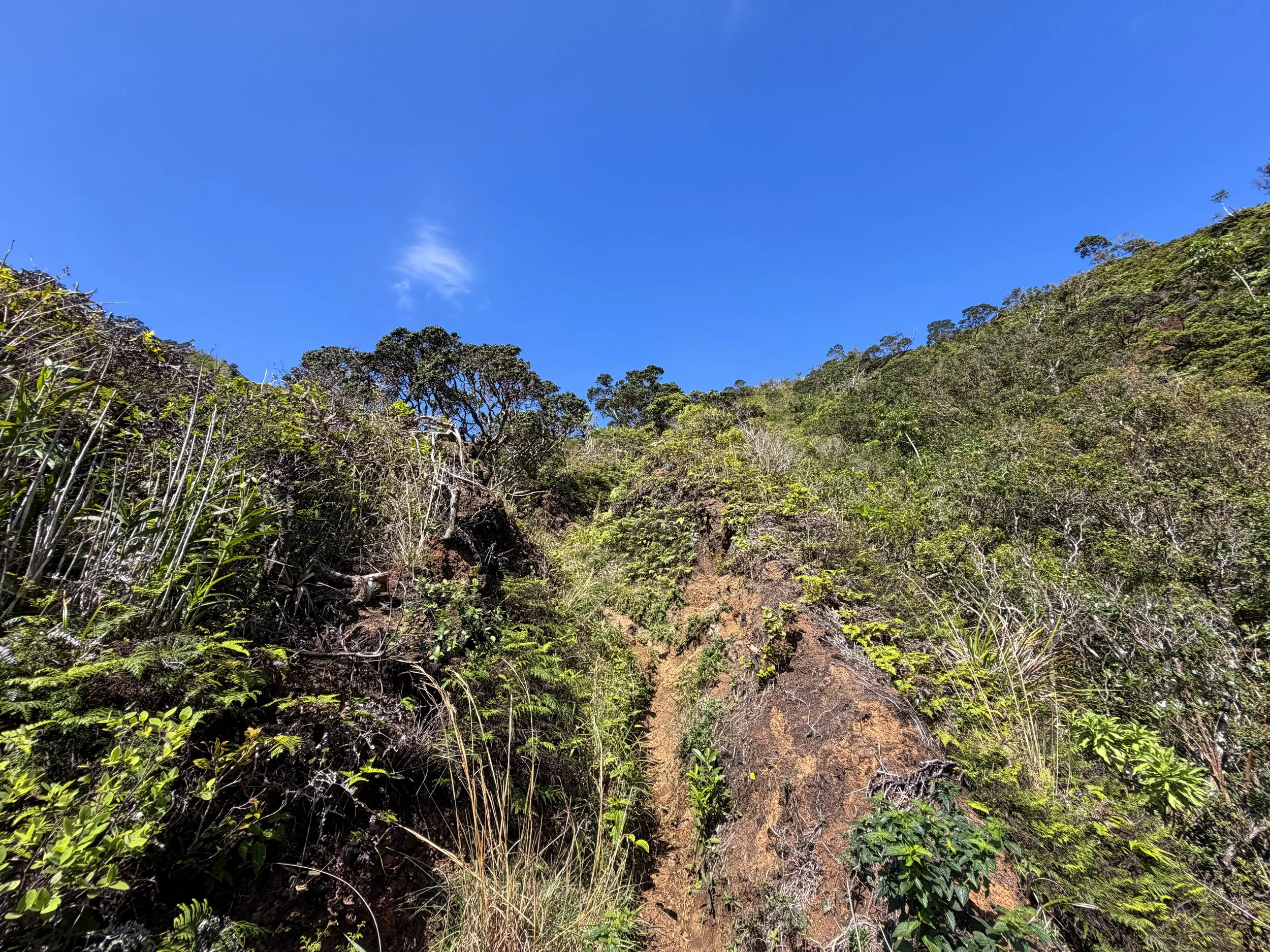 Kulanaahane Ridge Trail Oahu Hawaii