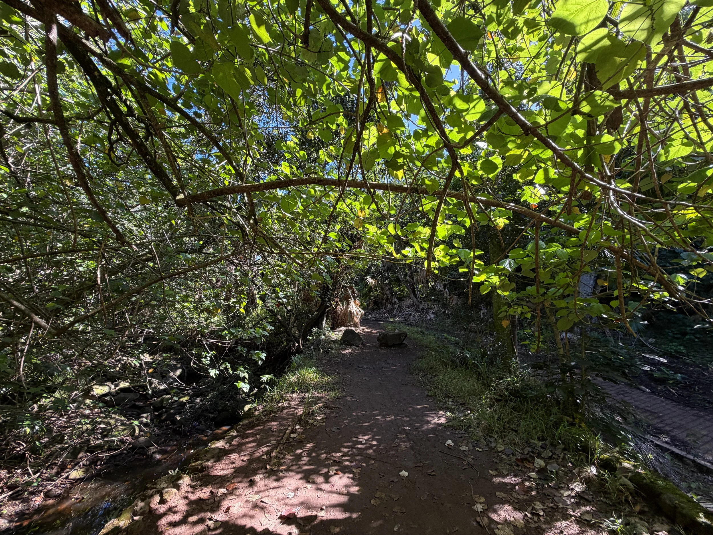 Tripler Ridge Trail via Moanalua Valley Oahu Hawaii