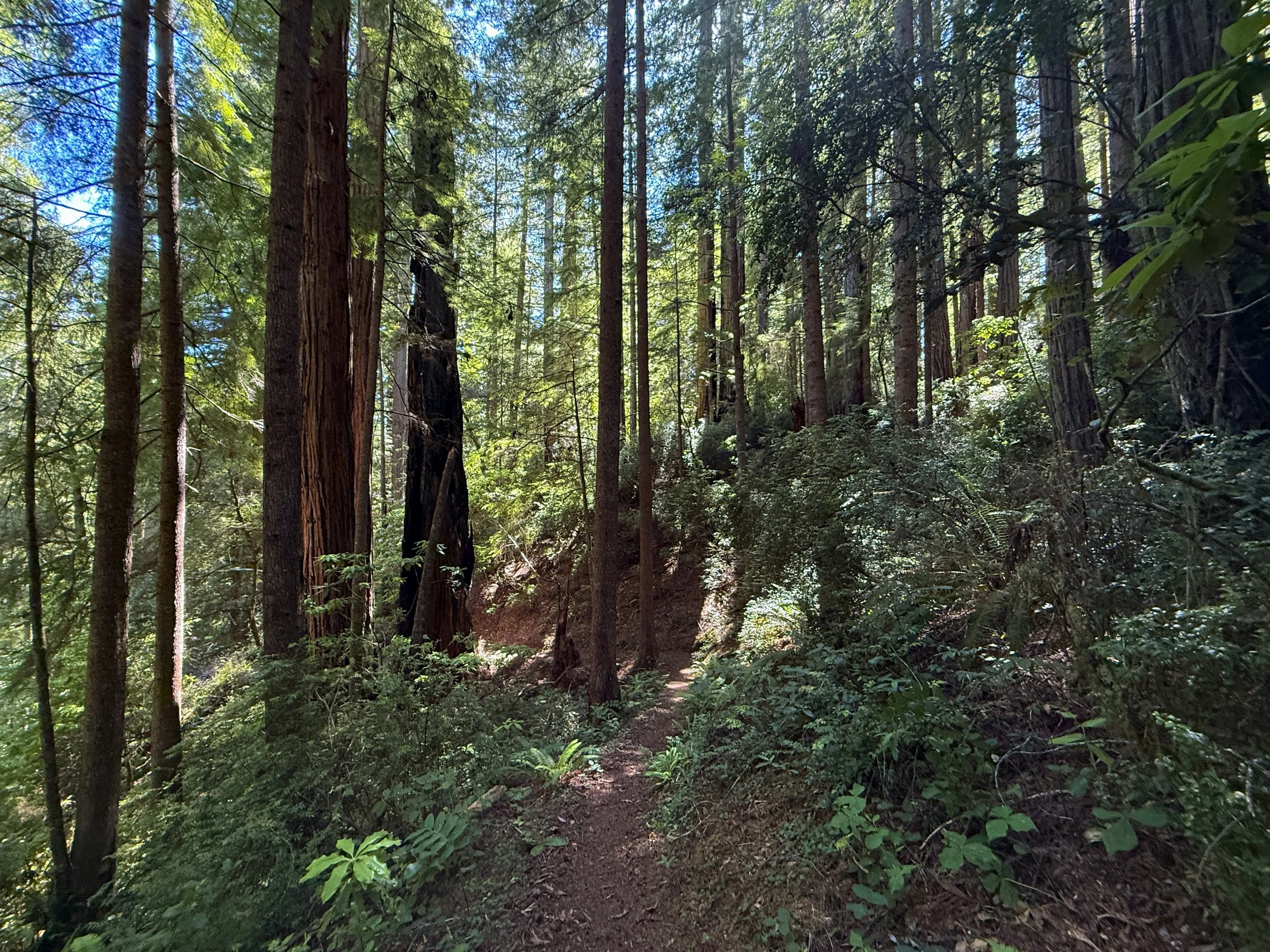 Hope Creek Loop Trail Prairie Creek Redwoods State Park California