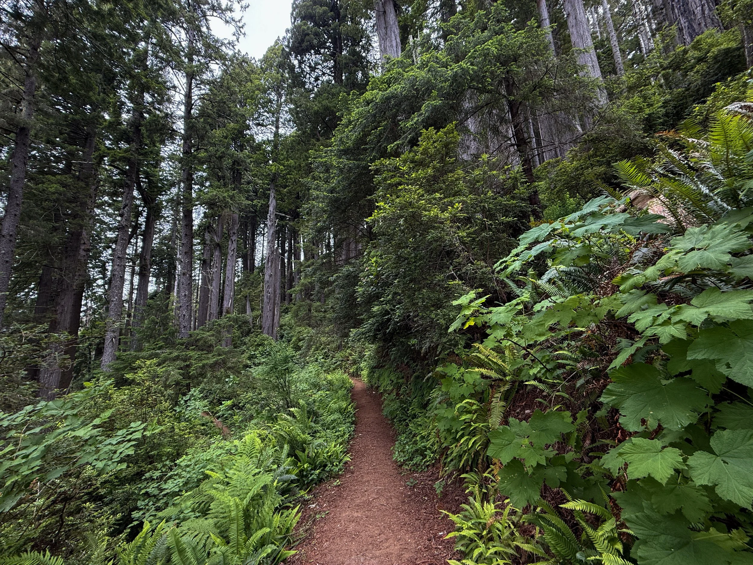 Damnation Creek Trail Del Norte Coast Redwoods State Park California