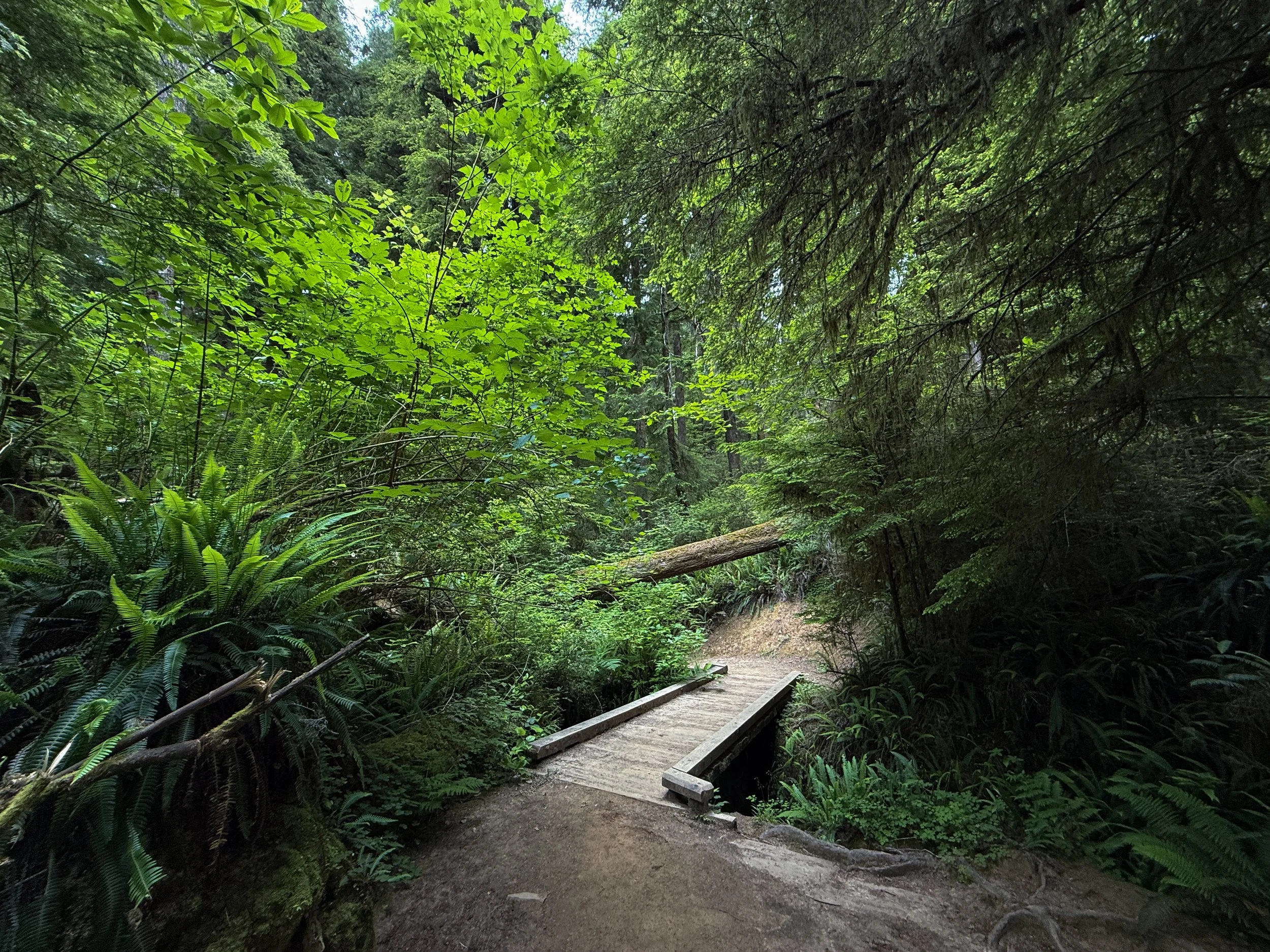 Boy Scout Tree Trail to Fern Falls Jedediah Smith Redwoods State Park California
