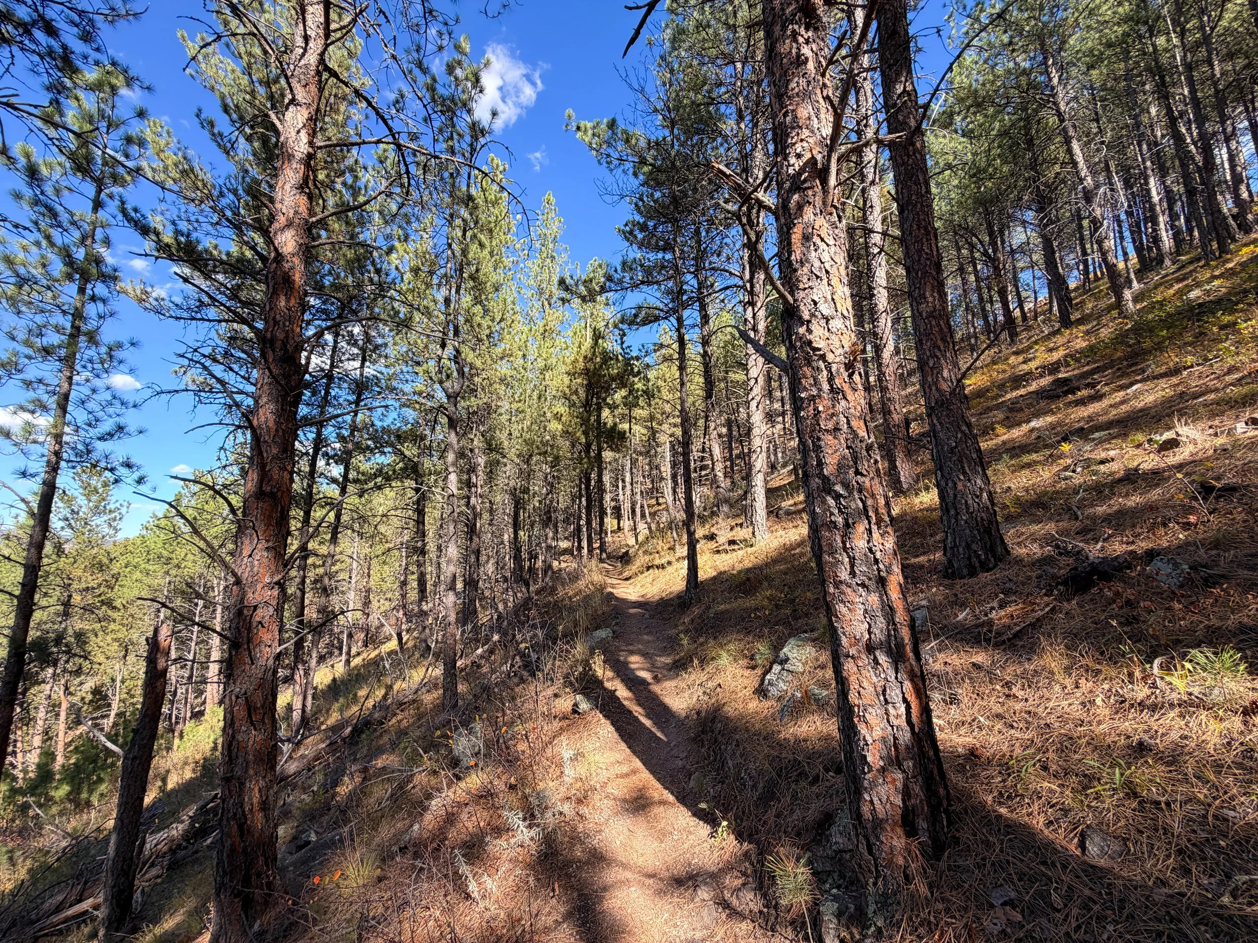 Rankin Ridge Nature Trail Wind Cave National Park South Dakota