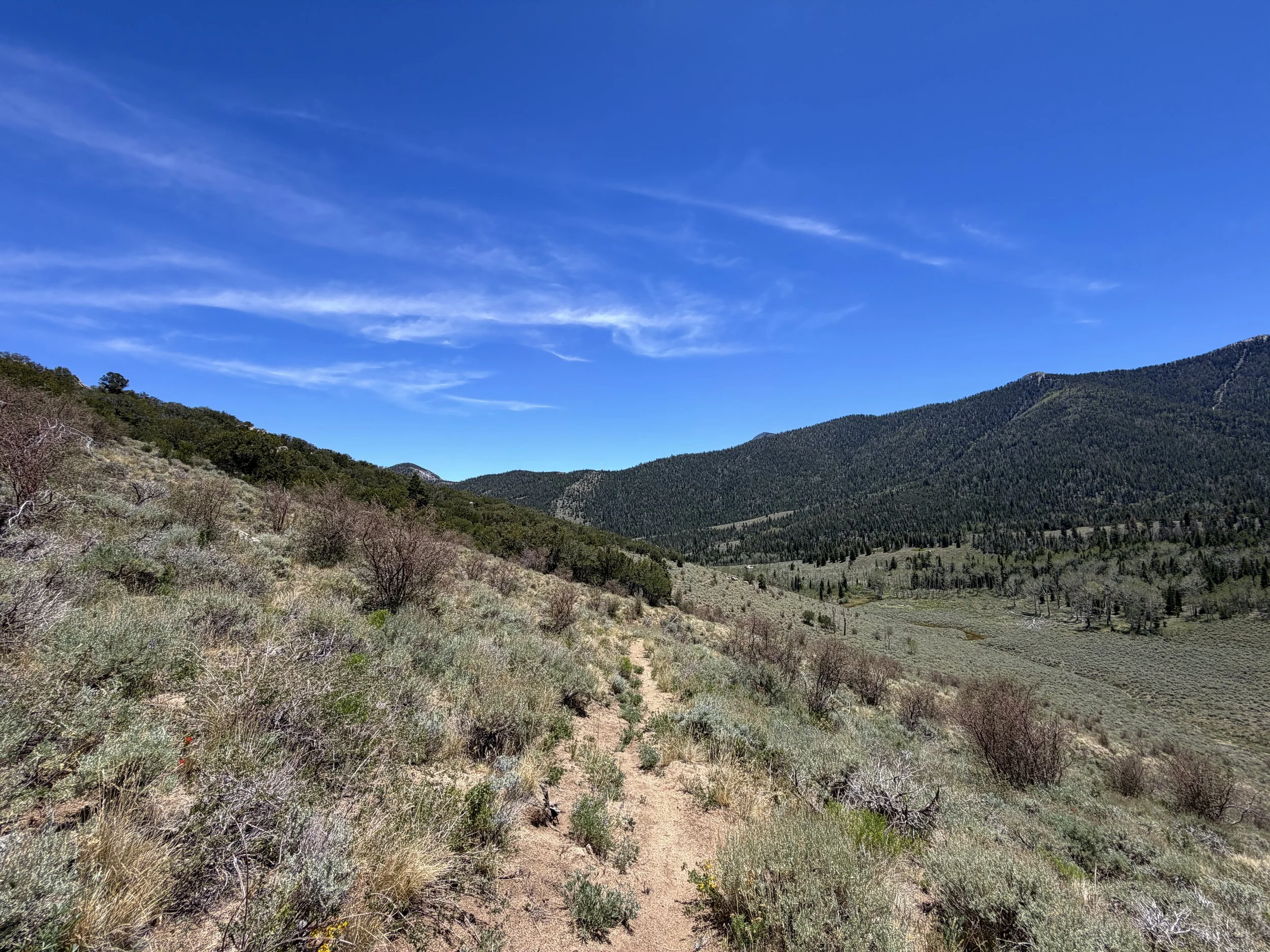 Serviceberry Loop Trail Great Basin National Park Nevada