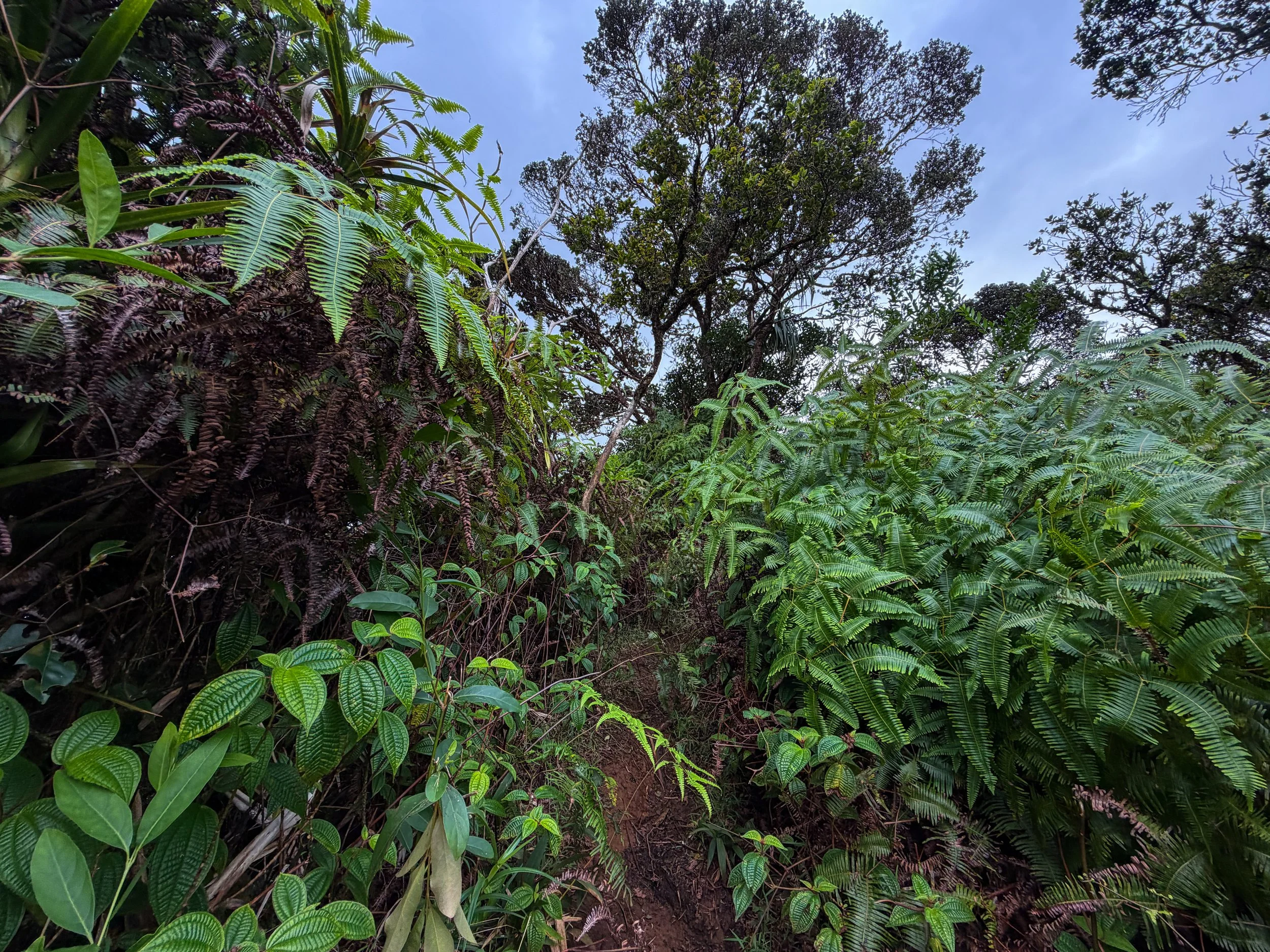 Kaau Crater Hike Oahu Hawaii