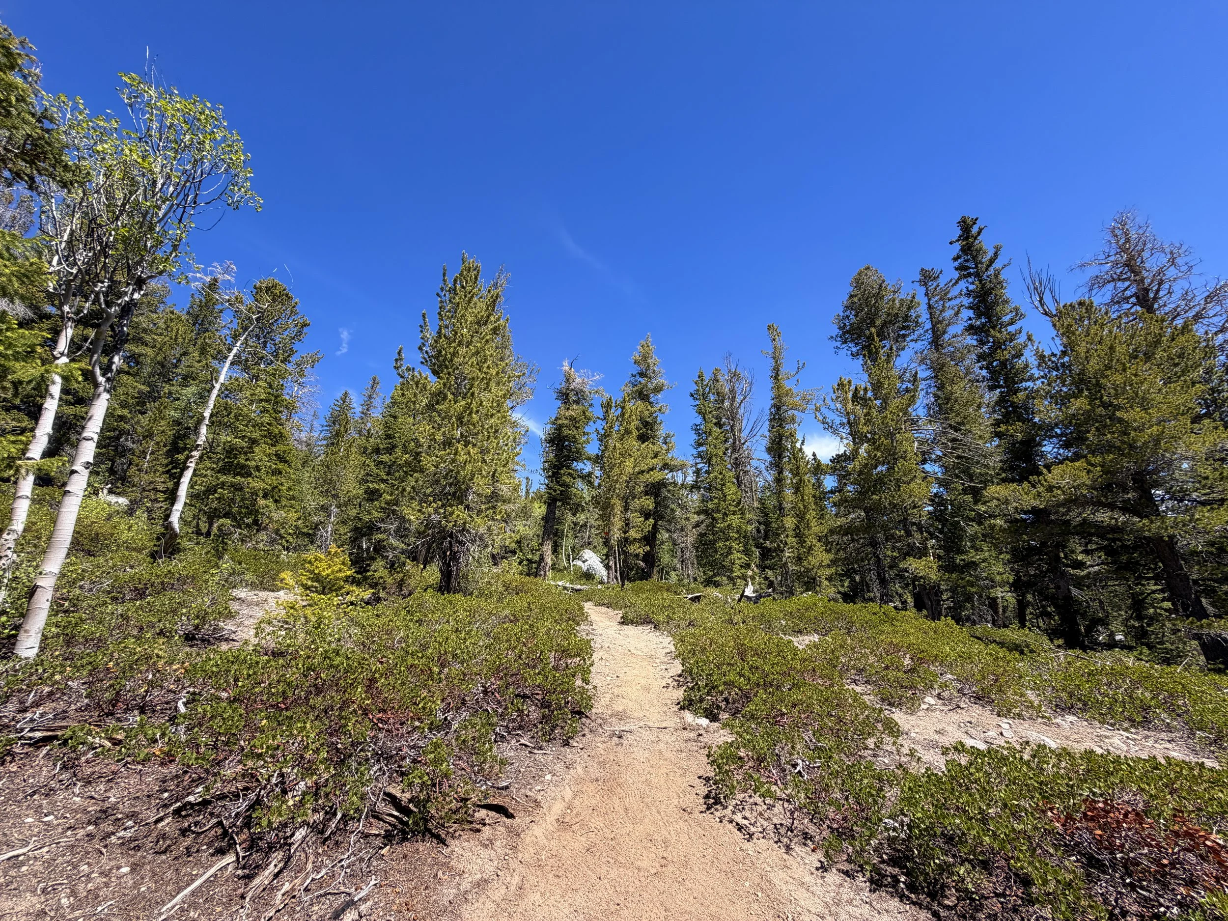 Dead Lake Trail Great Basin National Park Nevada