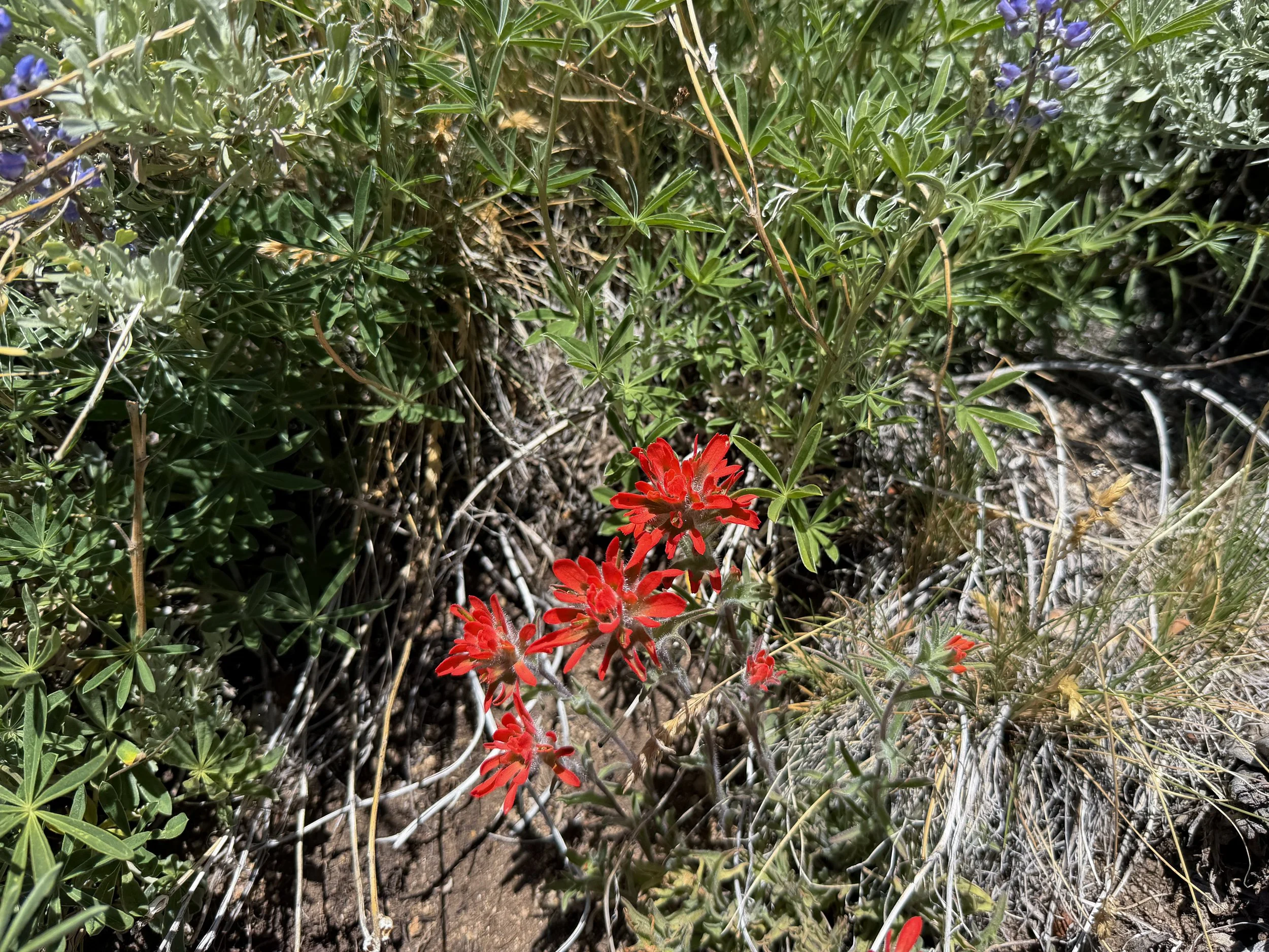 Paintbrush Castilleja sp.