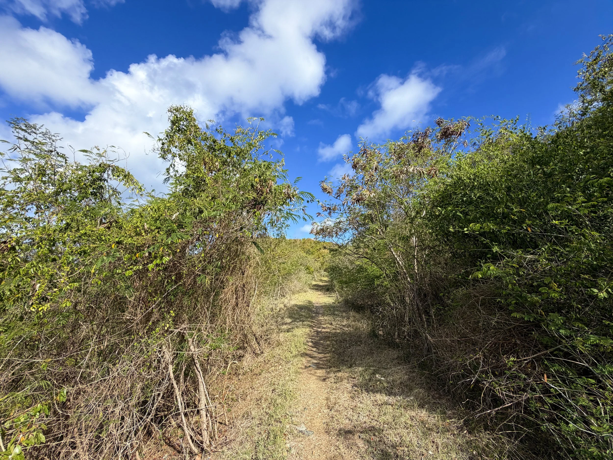 Johnny Horn Trail Virgin Islands National Park