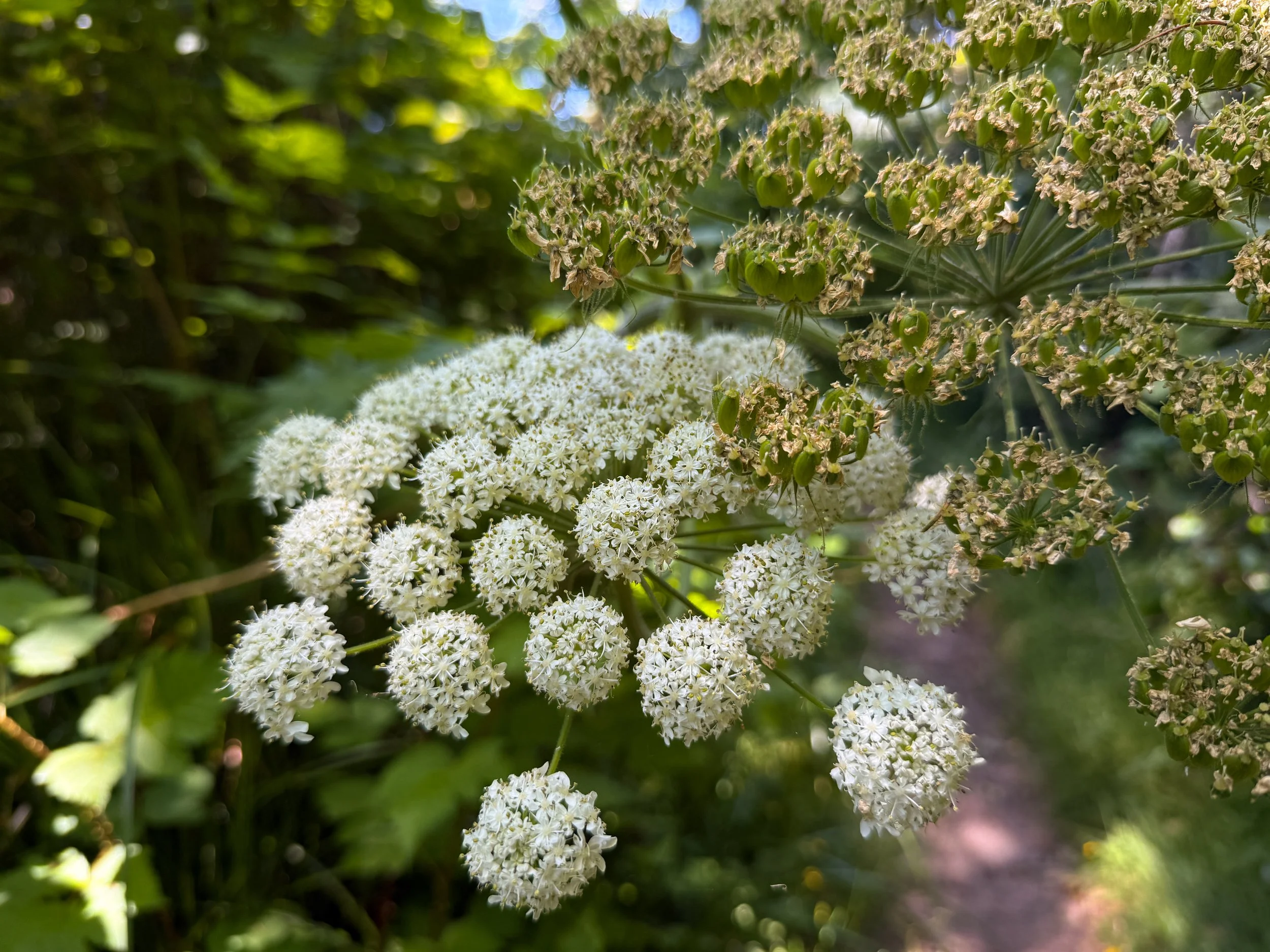Cow Parsnip Heracleum maximum