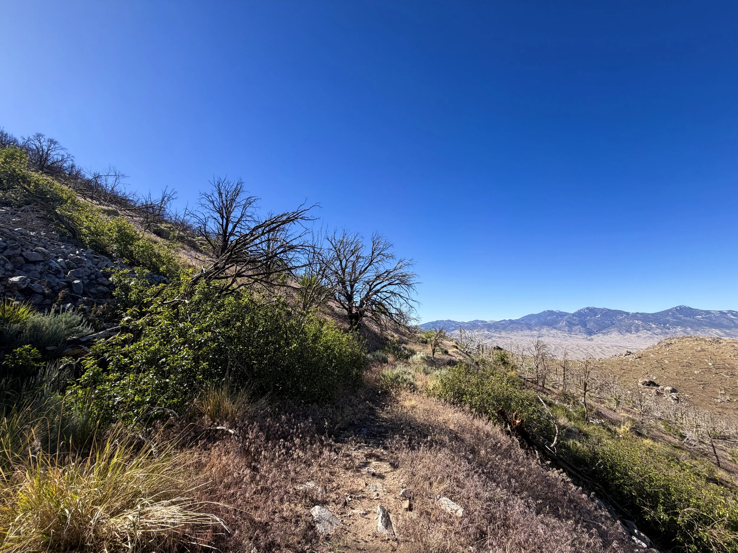 Strawberry Creek Fire Osceola Ditch Trail Great Basin National Park Nevada