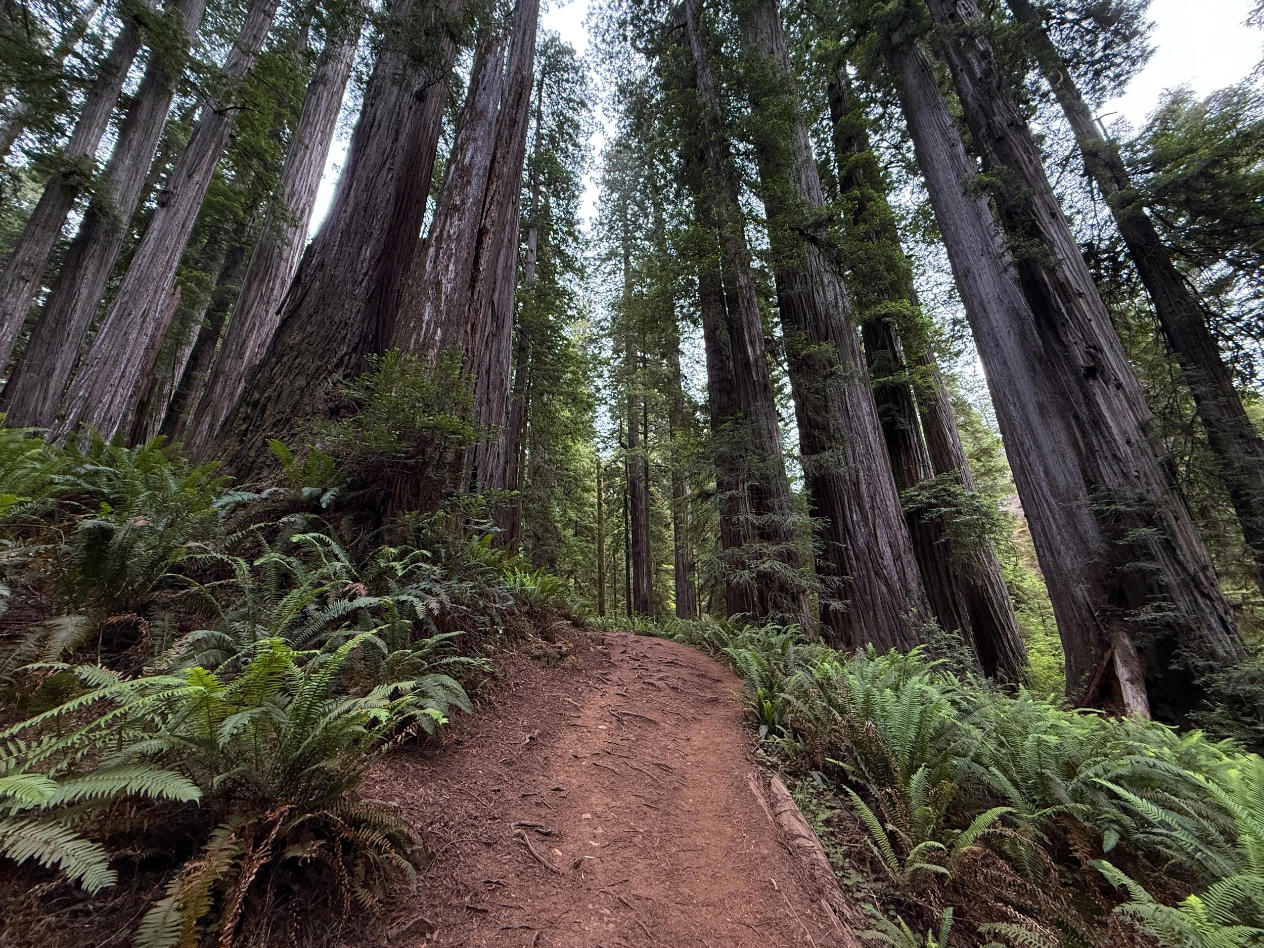 Boy Scout Tree Trail Jedediah Smith Redwoods State Park California