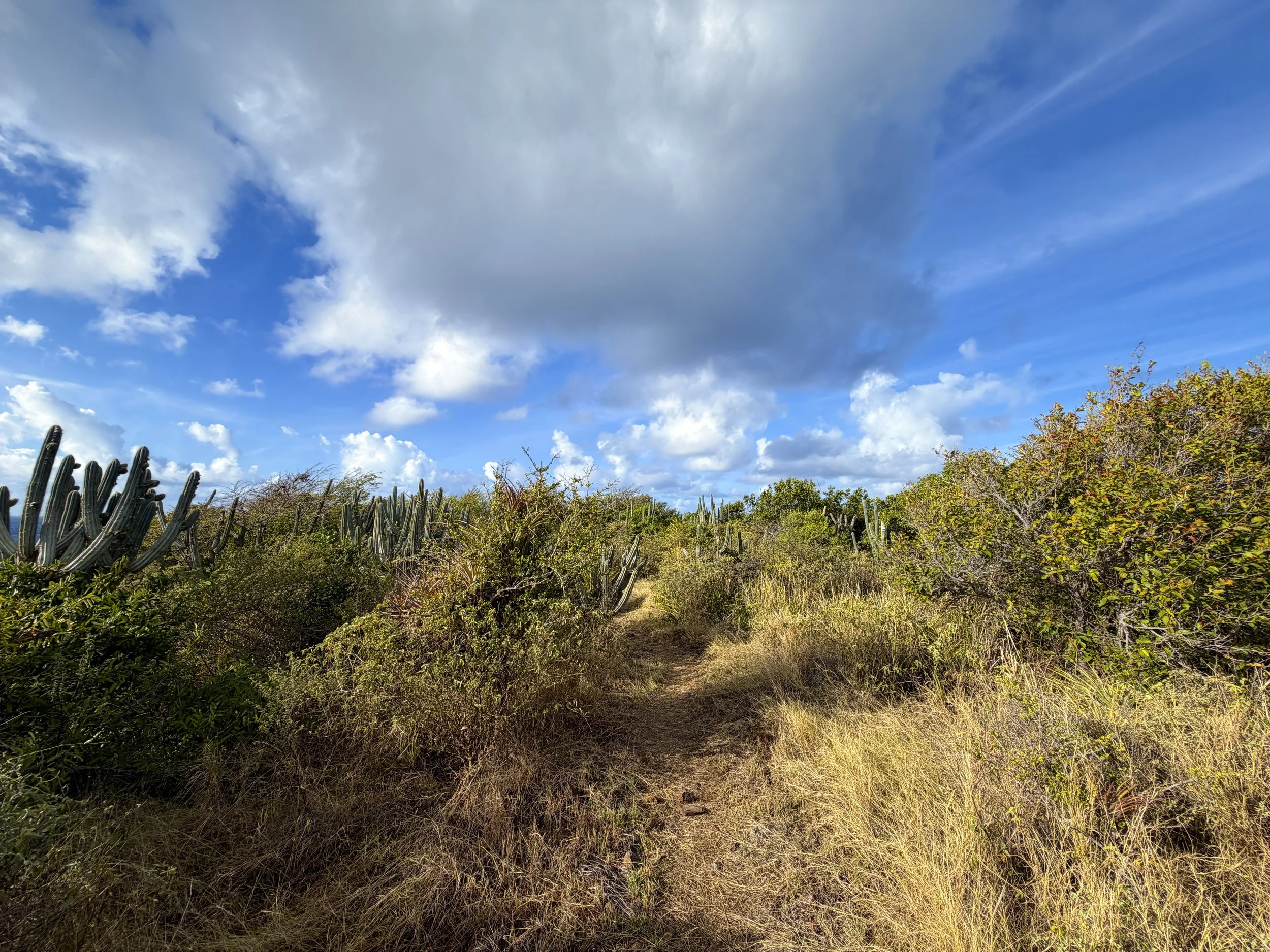 Cabritte Horn Hike Virgin Islands National Park
