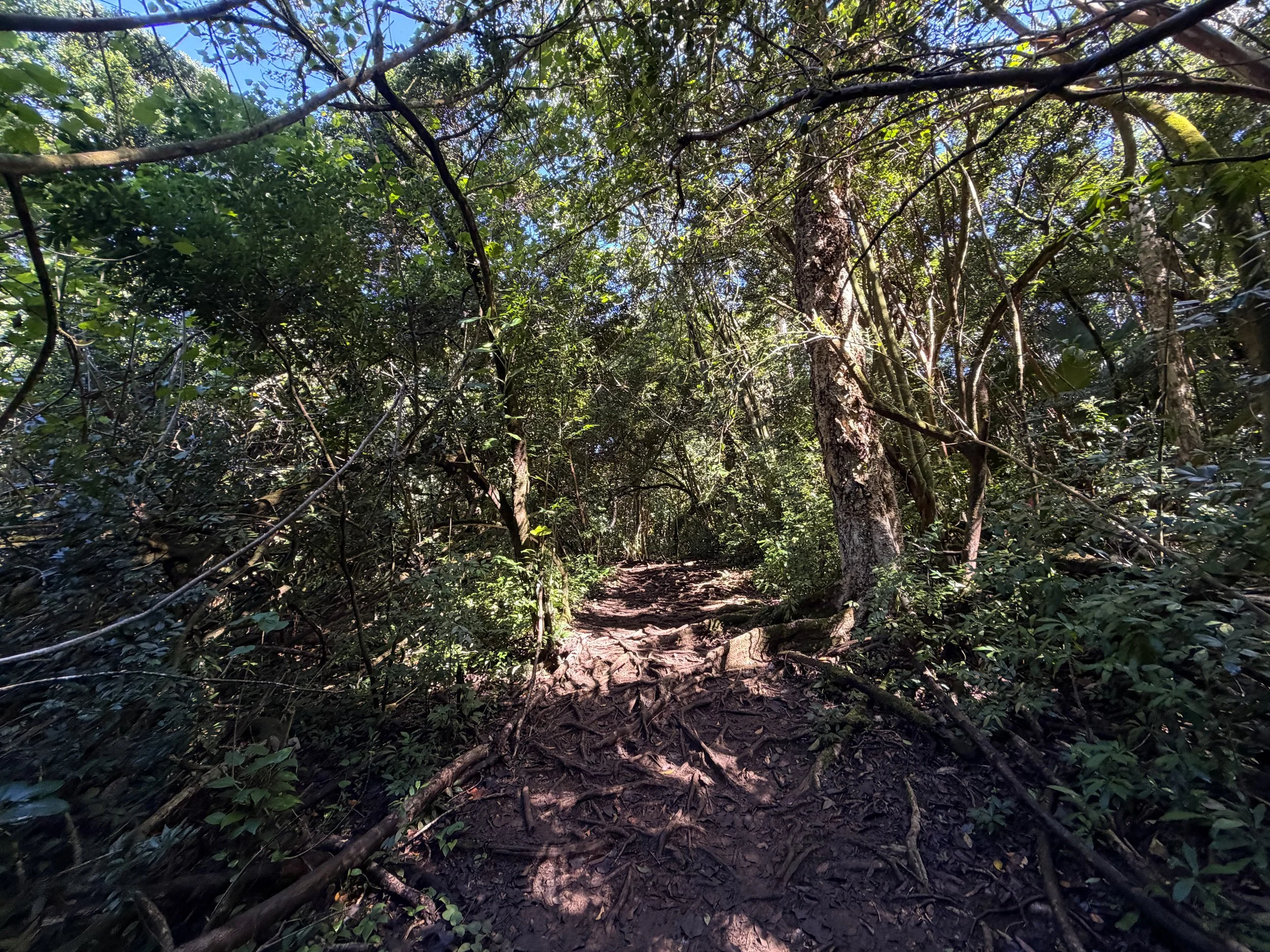 Judd Loop Trail Oahu Hawaii