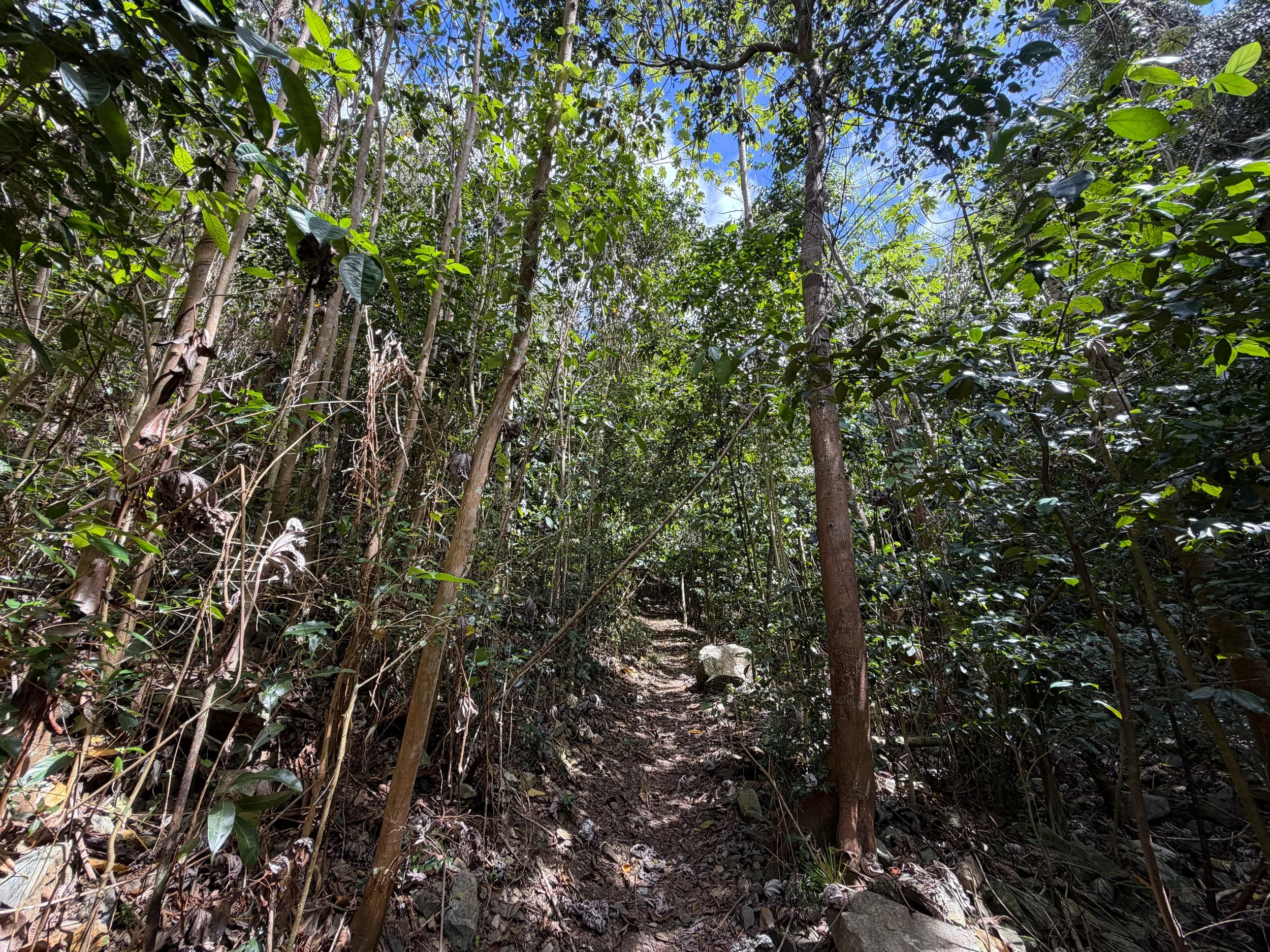 Cinnamon Bay Hike Virgin Islands National Park