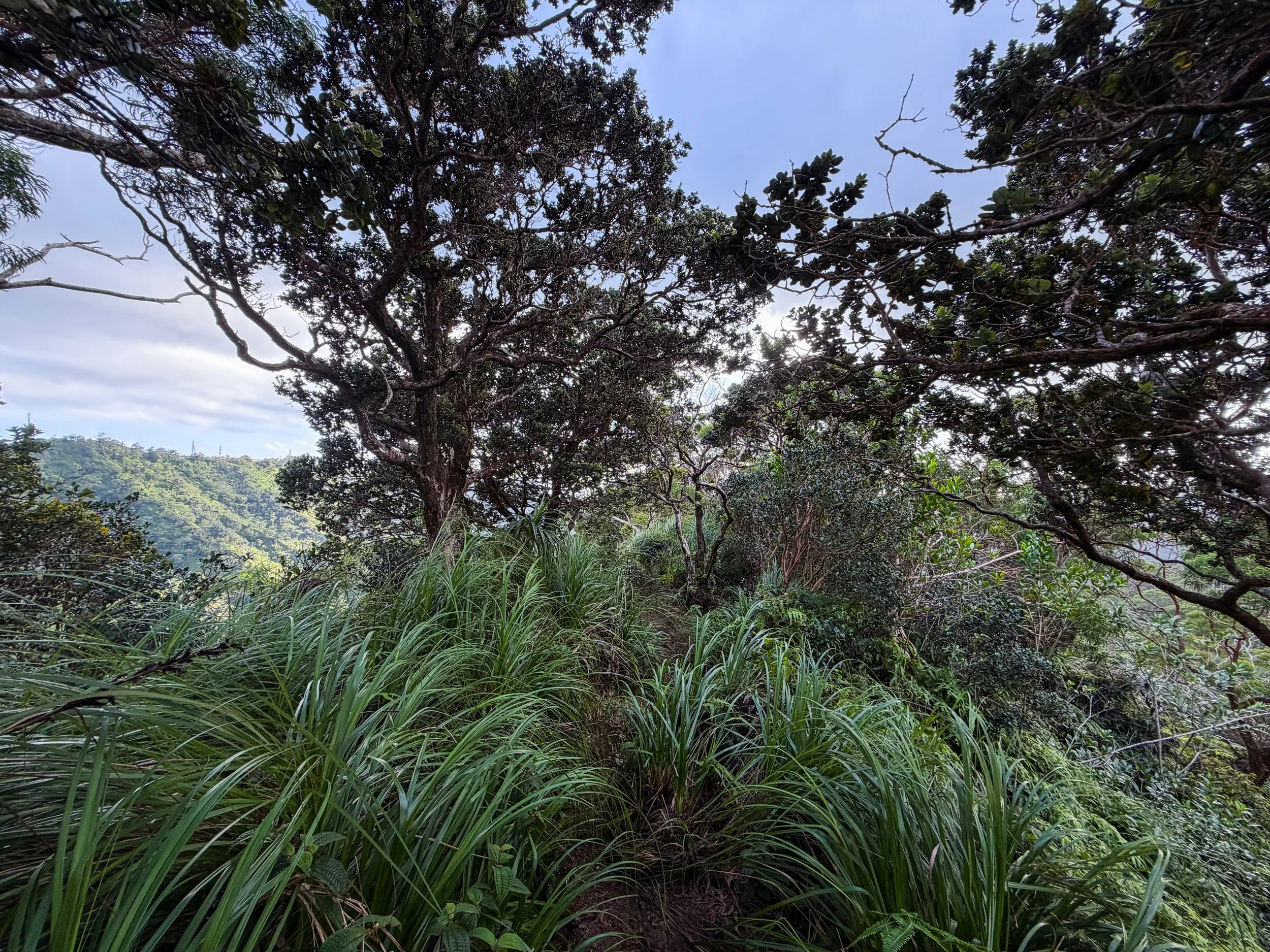 Kaau Crater Ridge Trail Oahu Hawaii