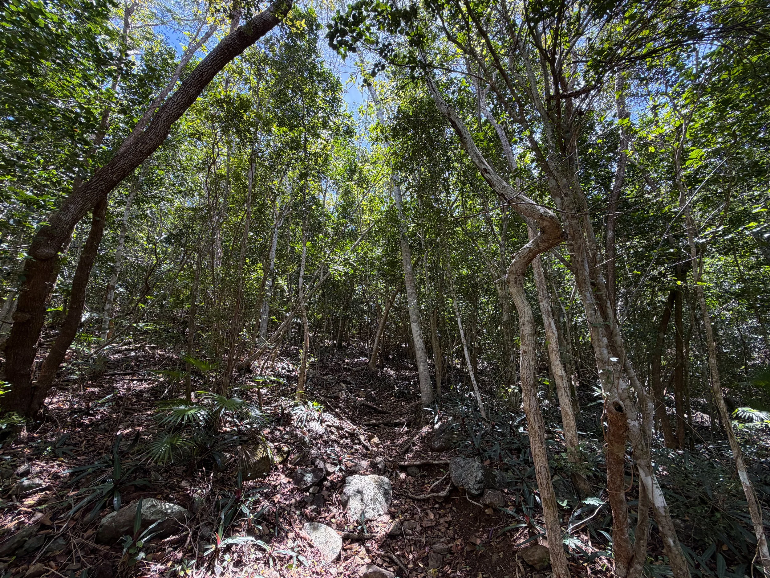 Tamarind Trail Virgin Islands National Park