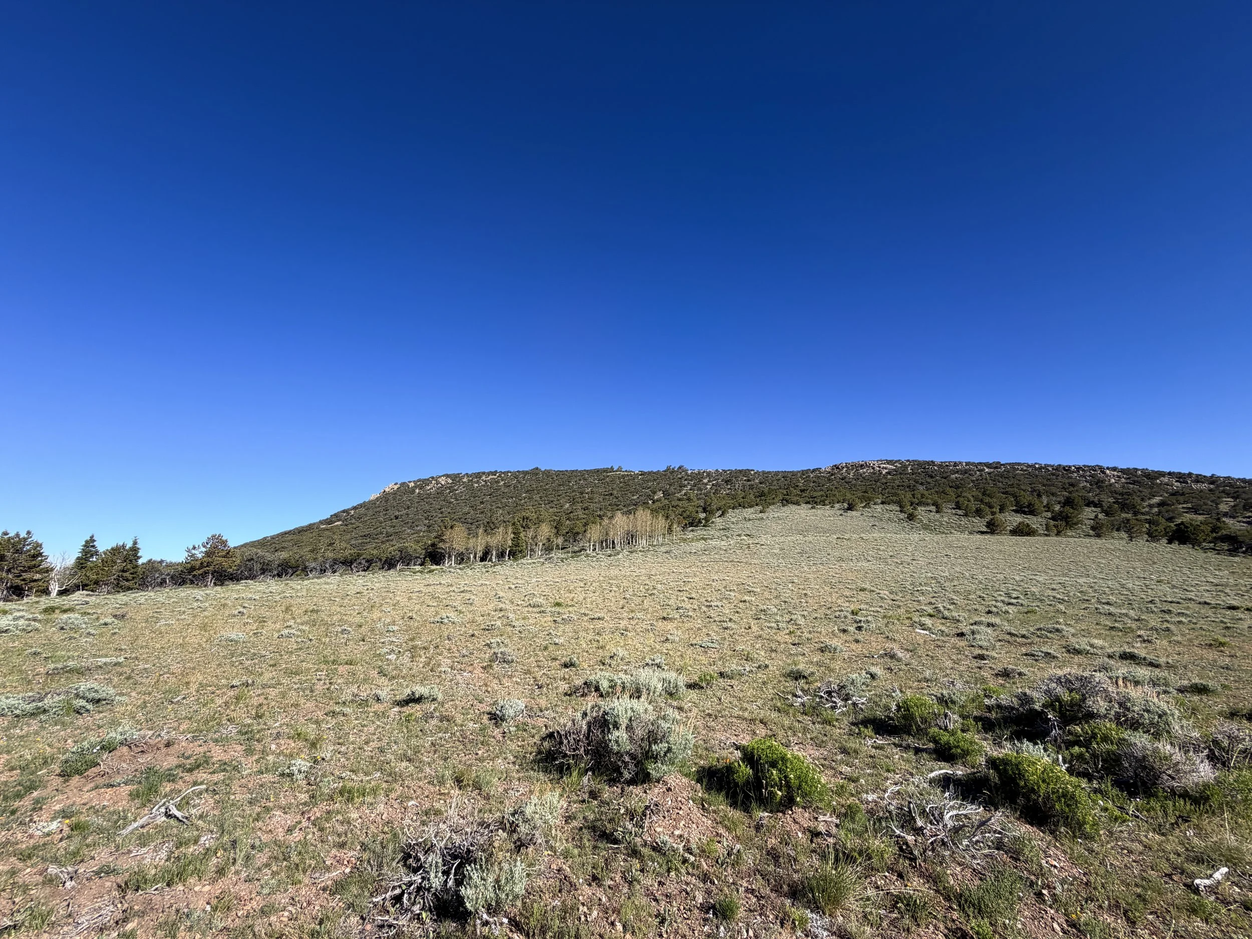 End of Upper Strawberry Creek Trail Great Basin National Park Nevada