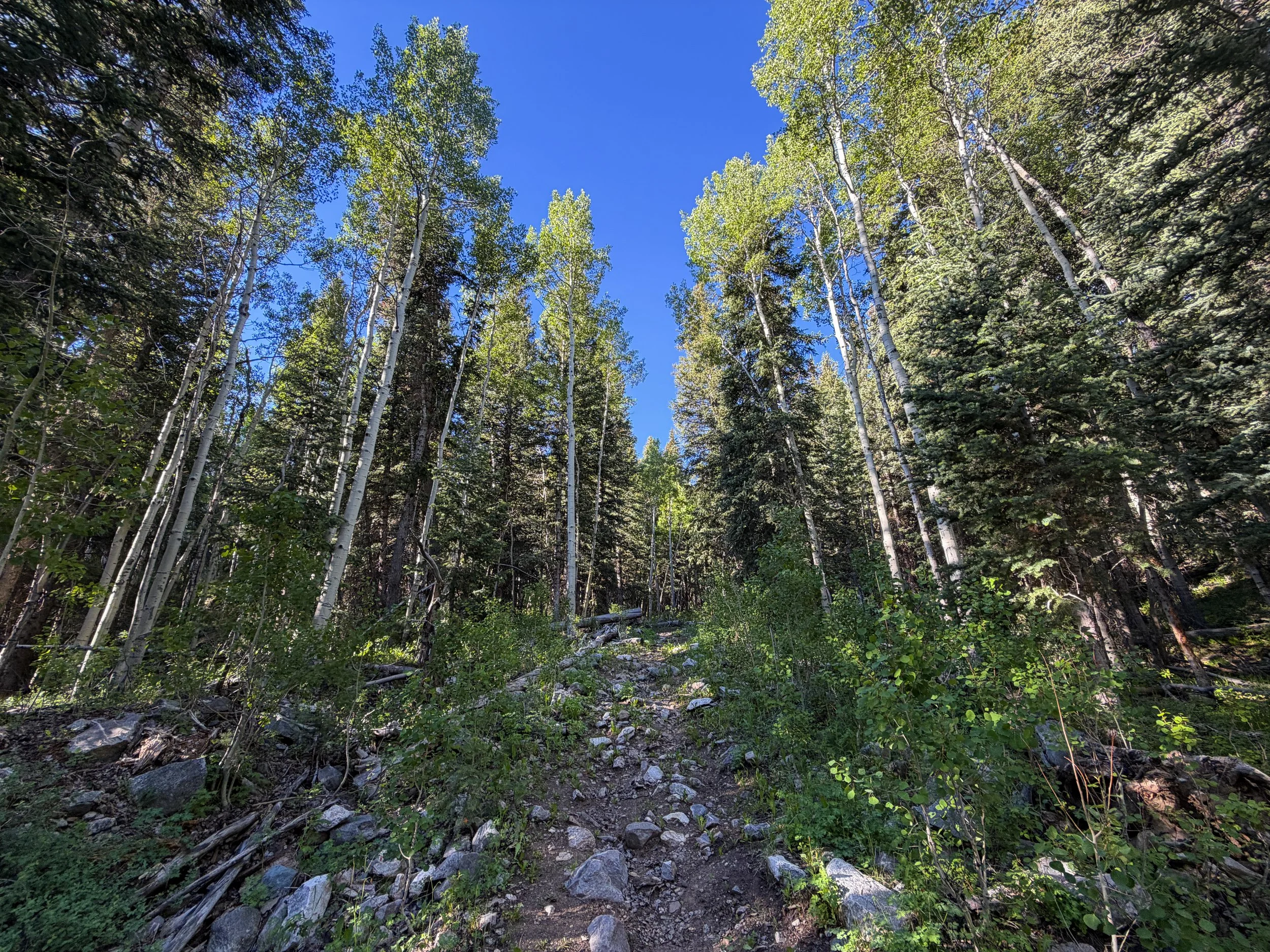 Upper Strawberry Creek Hike Great Basin National Park Nevada