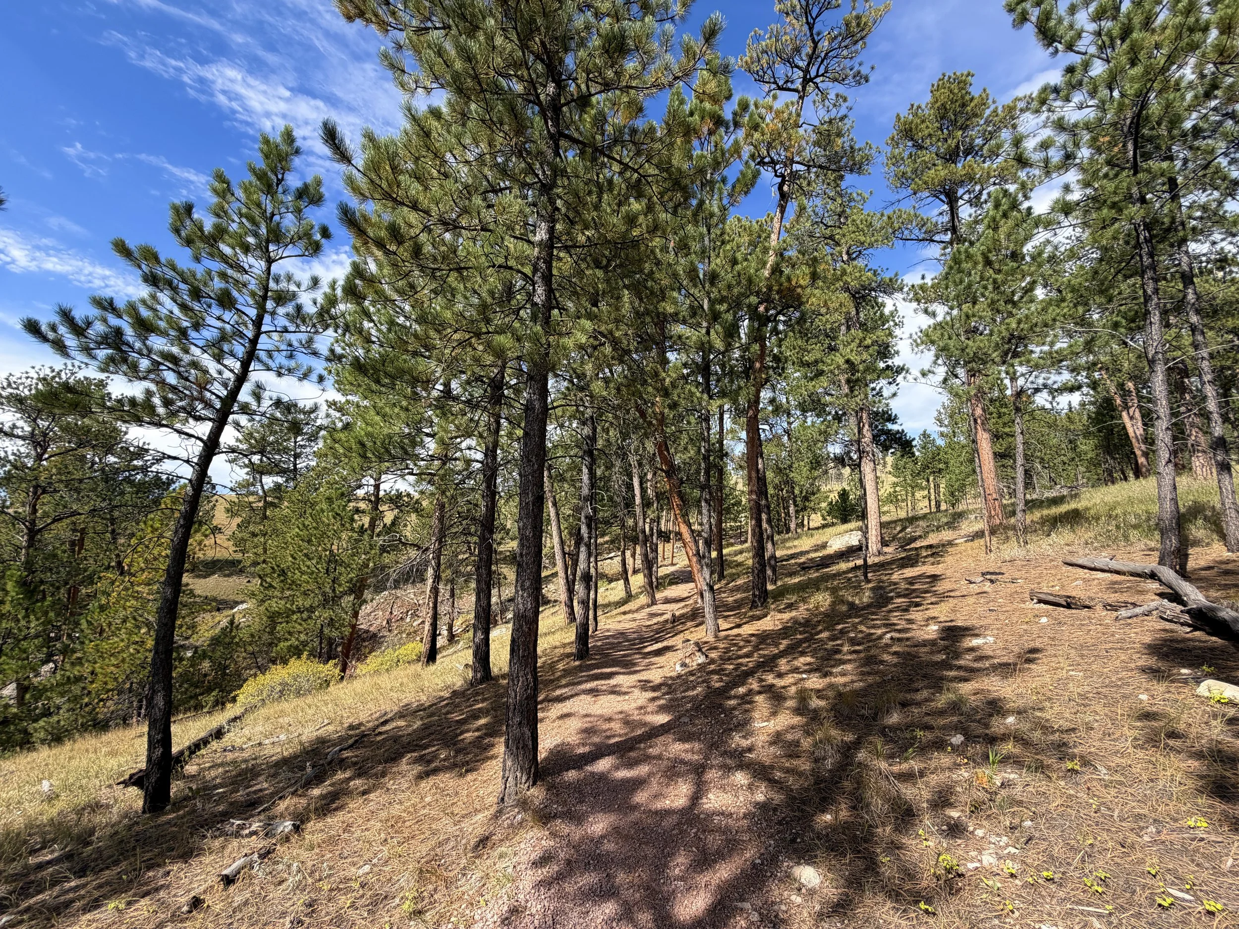 Roof Loop Trail Jewel Cave National Monument Black Hills South Dakota